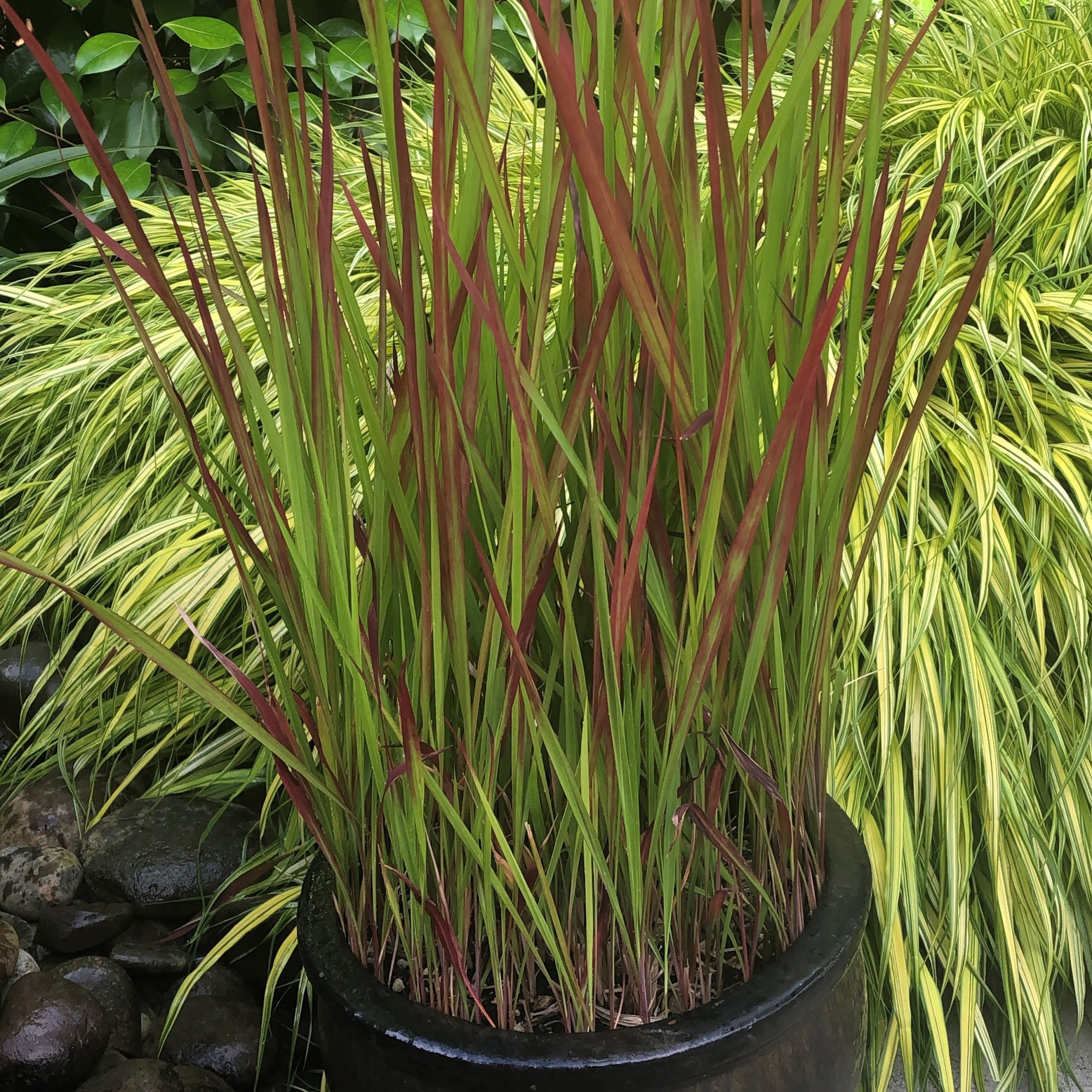 pflanzenpflege elefantenfuß Elefantenfuß (Beaucarnea recurvata) kaufen main image 0