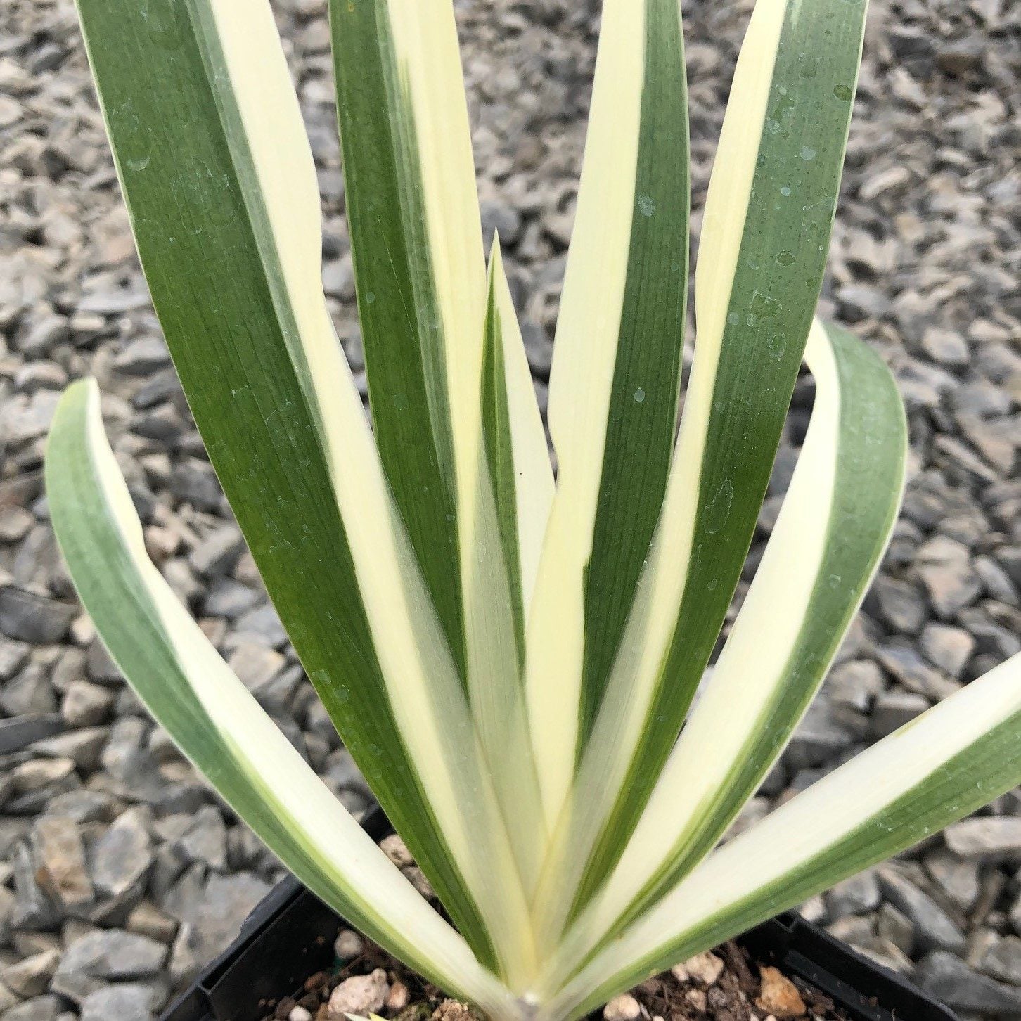 Iris japonica 'Aphrodite' - Roof Iris (4.5" Pot) - Image 2