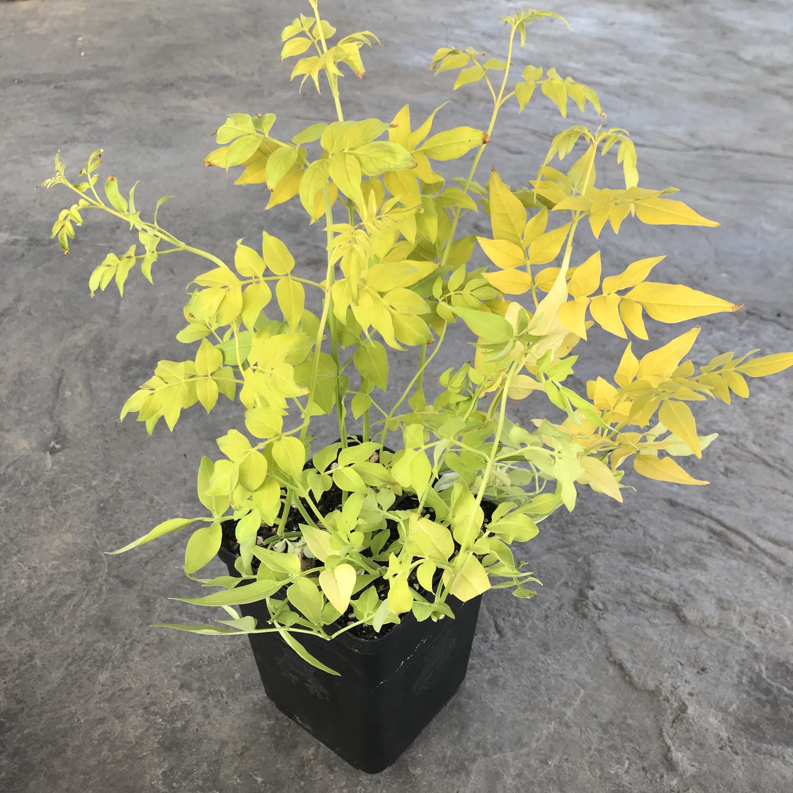 Jasminum officinale 'Fiona Sunrise' - Golden Poet's Jasmine (4.5" Pot)
