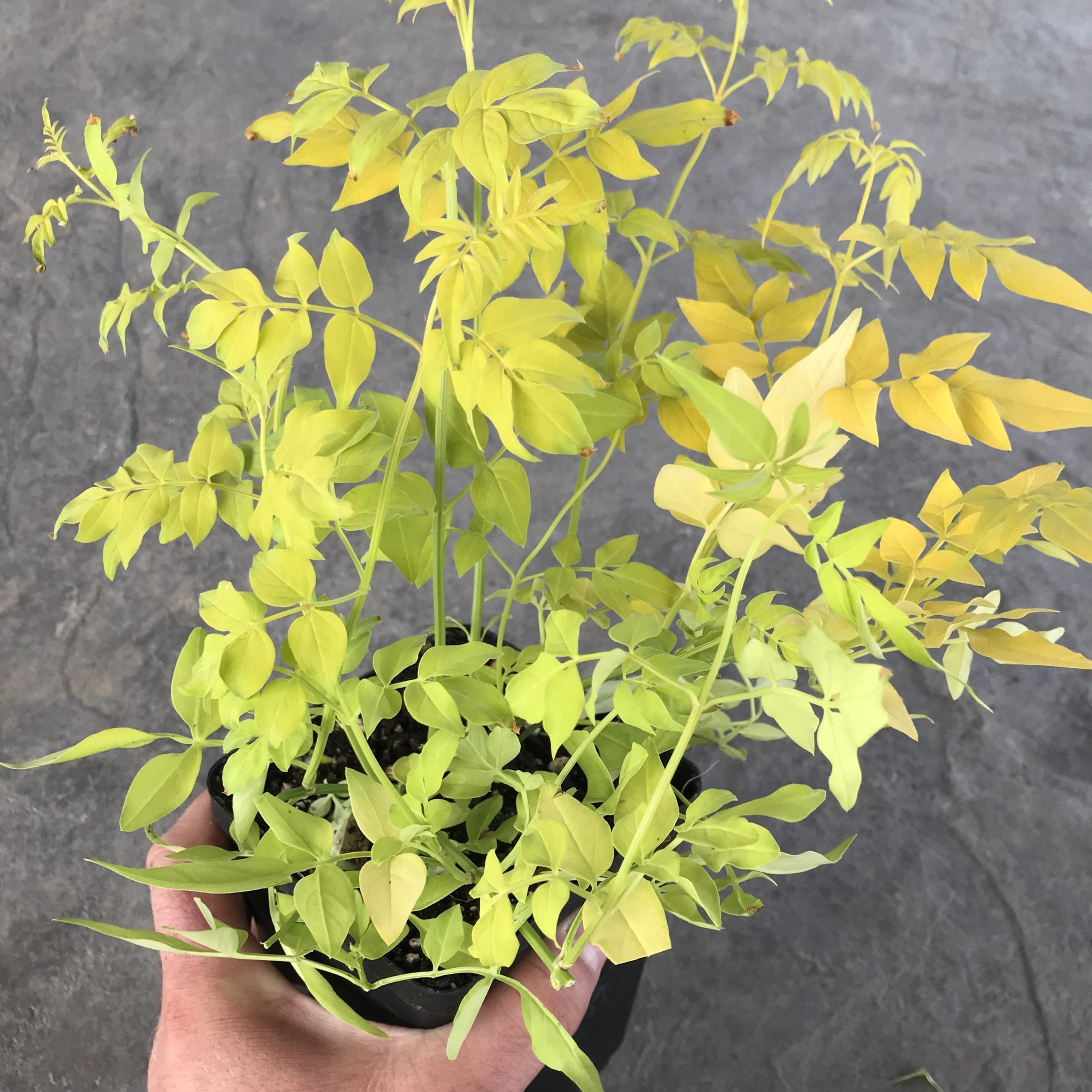 Jasminum officinale 'Fiona Sunrise' - Golden Poet's Jasmine (4.5" Pot) - Image 3
