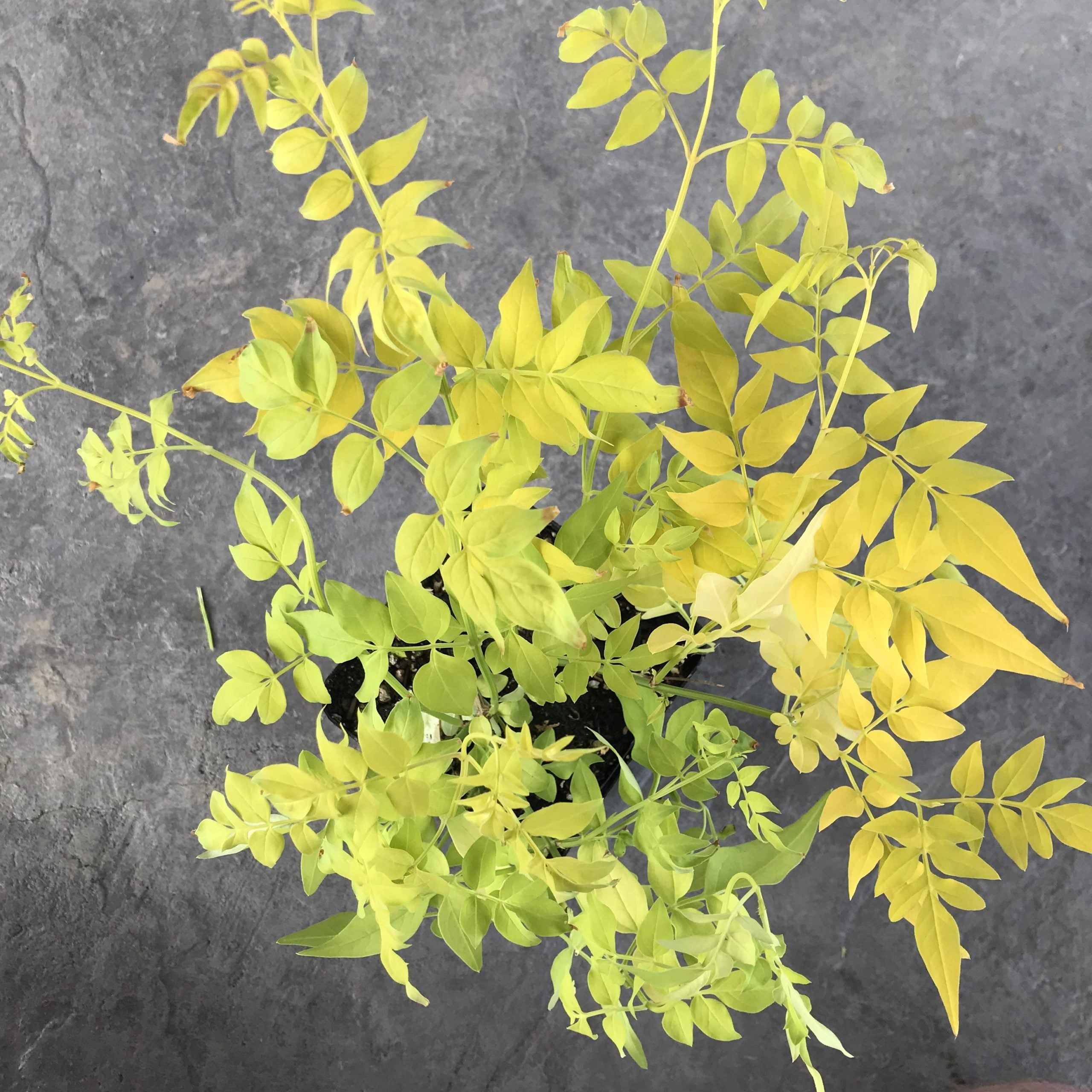 Jasminum officinale 'Fiona Sunrise' - Golden Poet's Jasmine (4.5" Pot) - Image 4