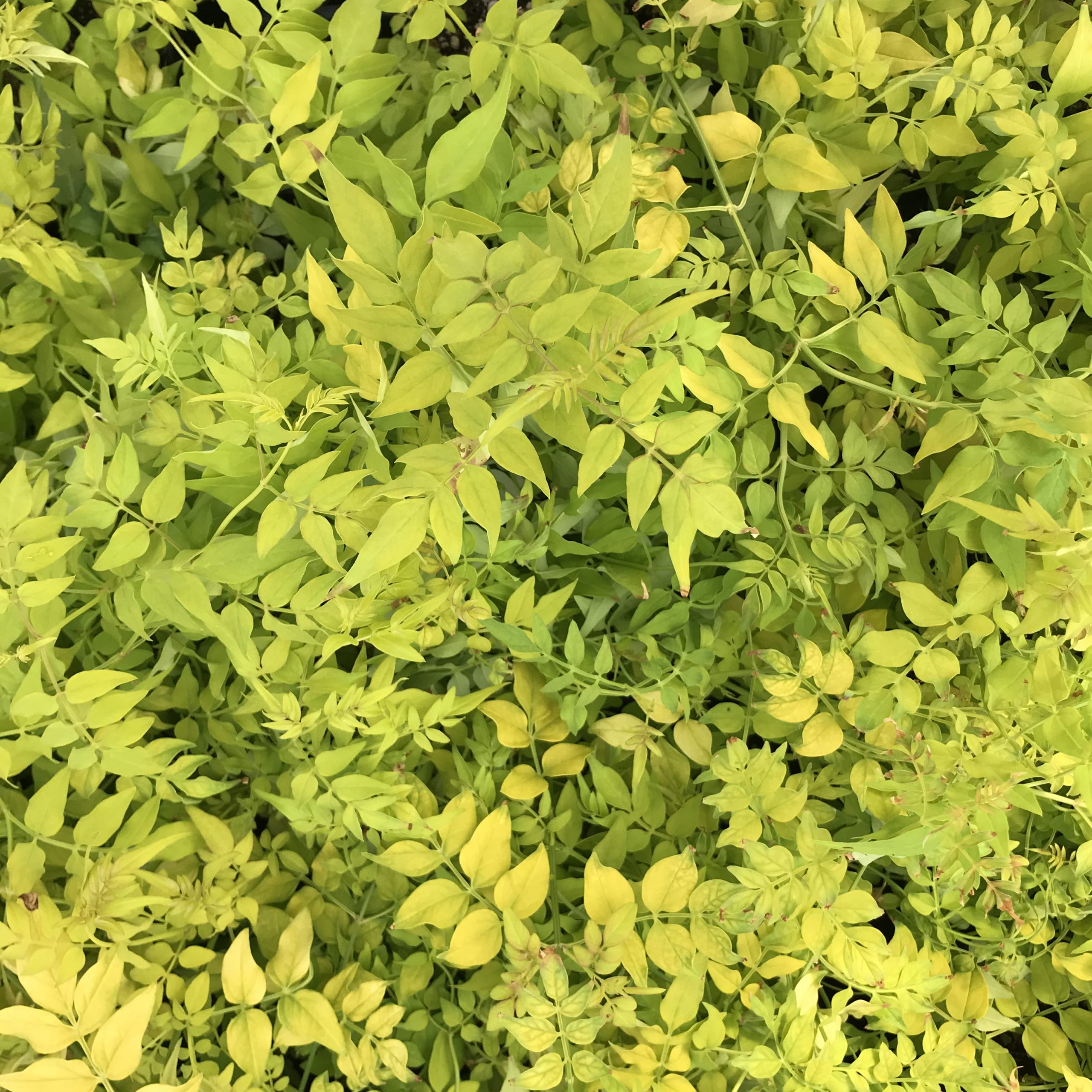 Jasminum officinale 'Fiona Sunrise' - Golden Poet's Jasmine (4.5" Pot) - Image 5