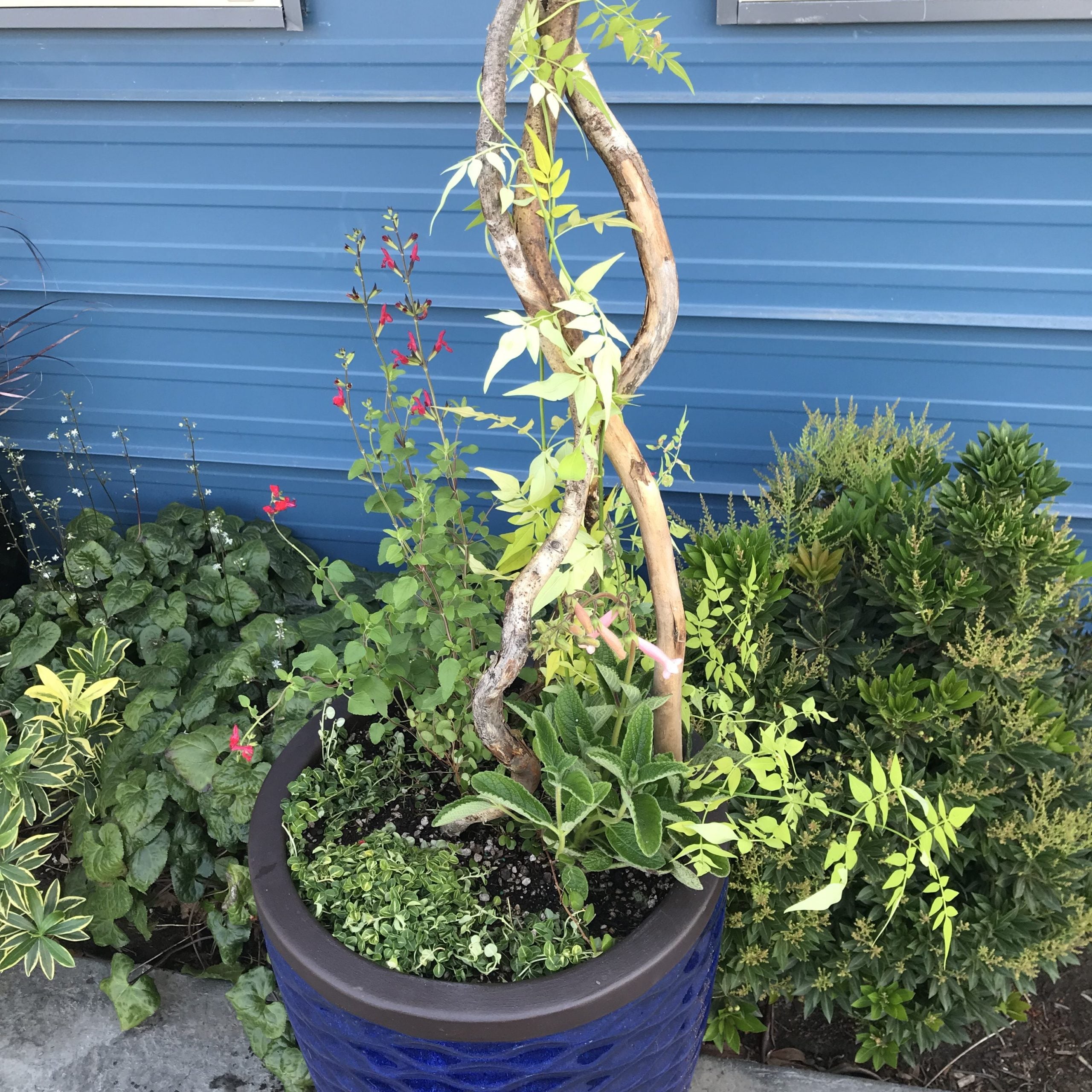 Jasminum officinale 'Fiona Sunrise' - Golden Poet's Jasmine (4.5" Pot) - Image 7