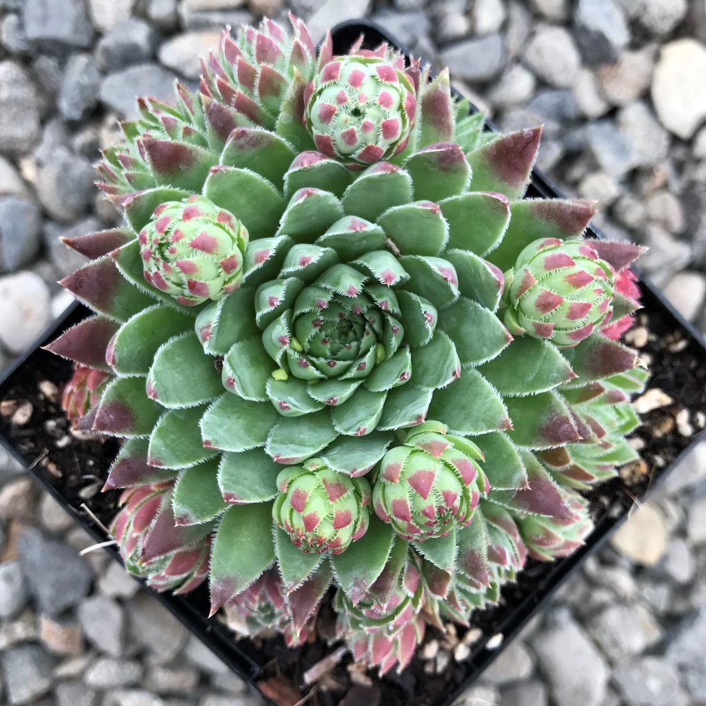 Jovibarba hirta 'Hedgehog' - Hens & Chicks (3.5