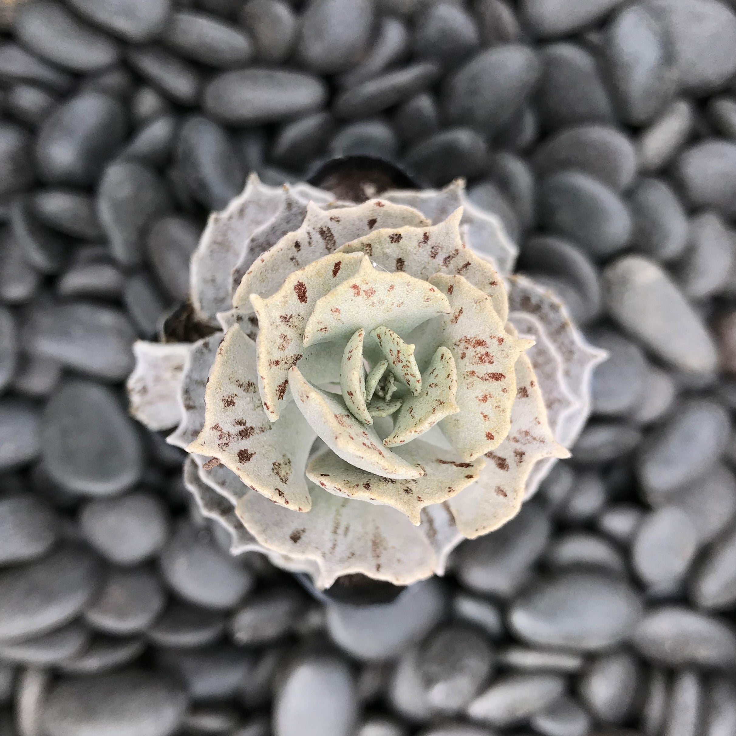 Kalanchoe rhombopilosa - Pies from Heaven (2" Pot) - Image 2