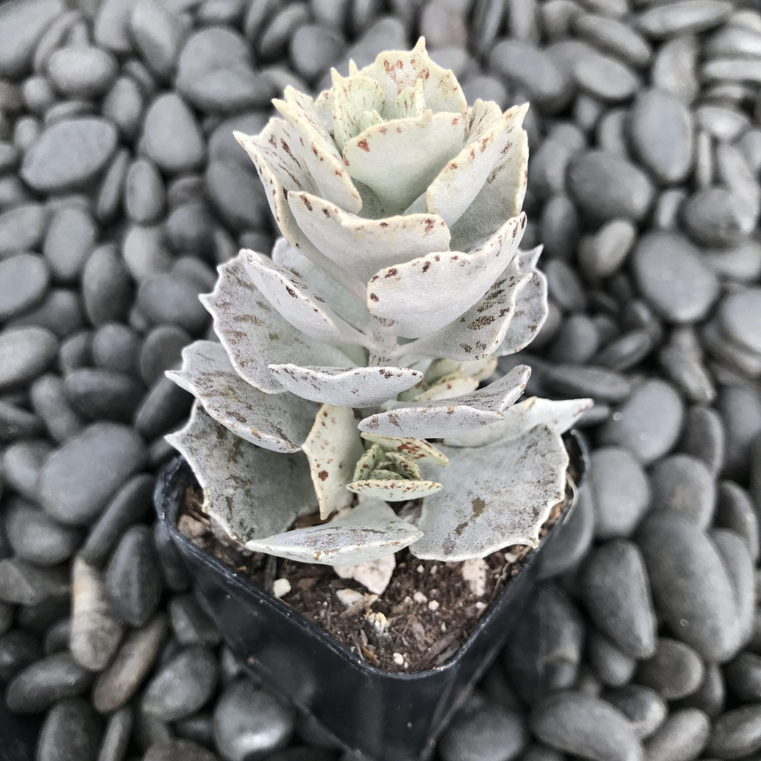 Kalanchoe rhombopilosa - Pies from Heaven (2" Pot)