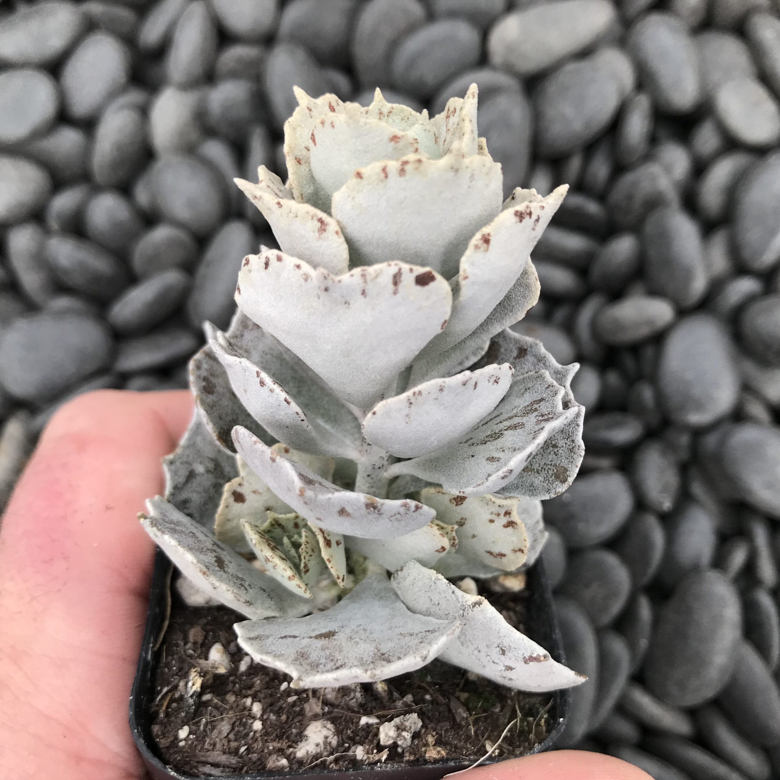 Kalanchoe rhombopilosa - Pies from Heaven (2" Pot) - Image 3