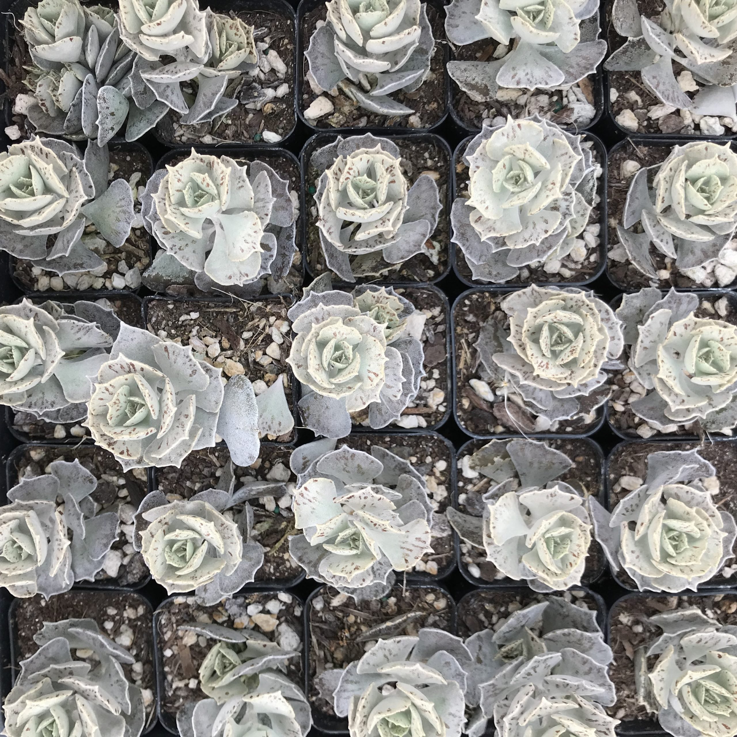 Kalanchoe rhombopilosa - Pies from Heaven (2" Pot) - Image 4