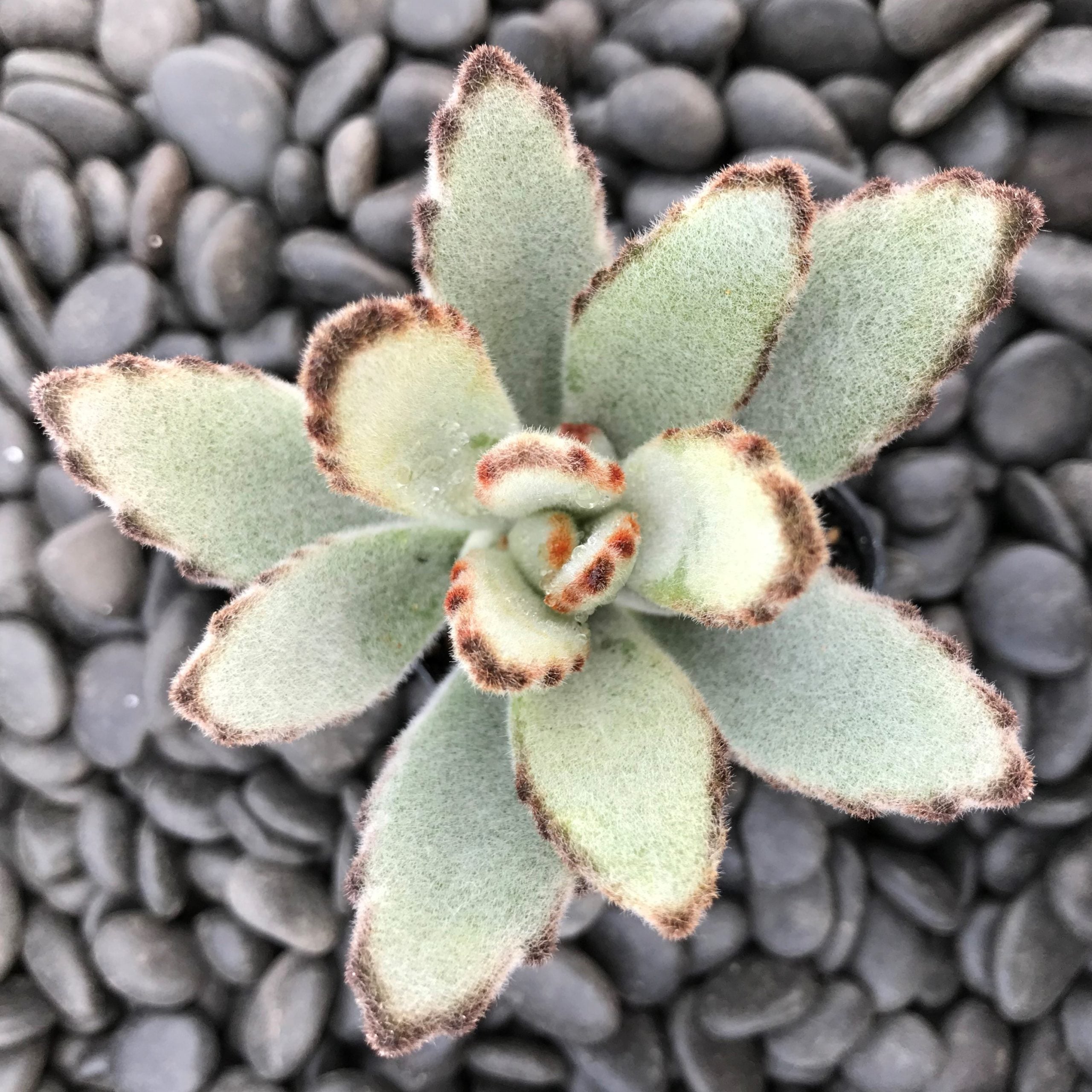 succulents with red flowers Kalanchoe blossfeldiana 'Calandiva Red' | Houseplant Decor