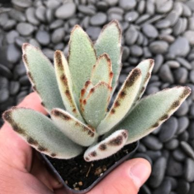 Kalanchoe tomentosa 'Nigra' - Panda Plant (2" Pot)