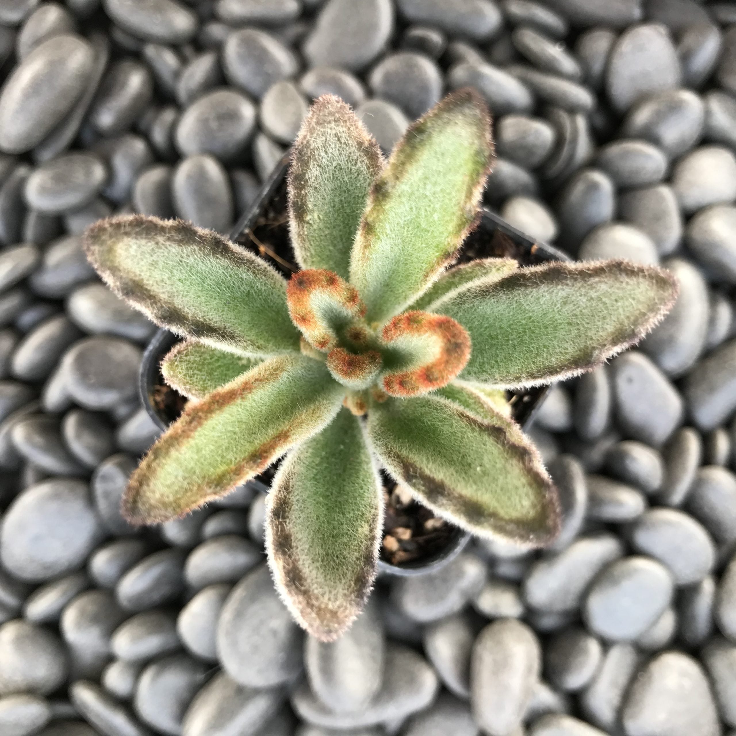 Kalanchoe tomentosa - Panda Plant (2" Pot) - Image 2