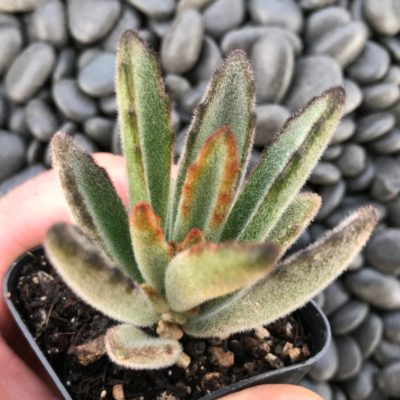 Kalanchoe tomentosa - Panda Plant (2" Pot)