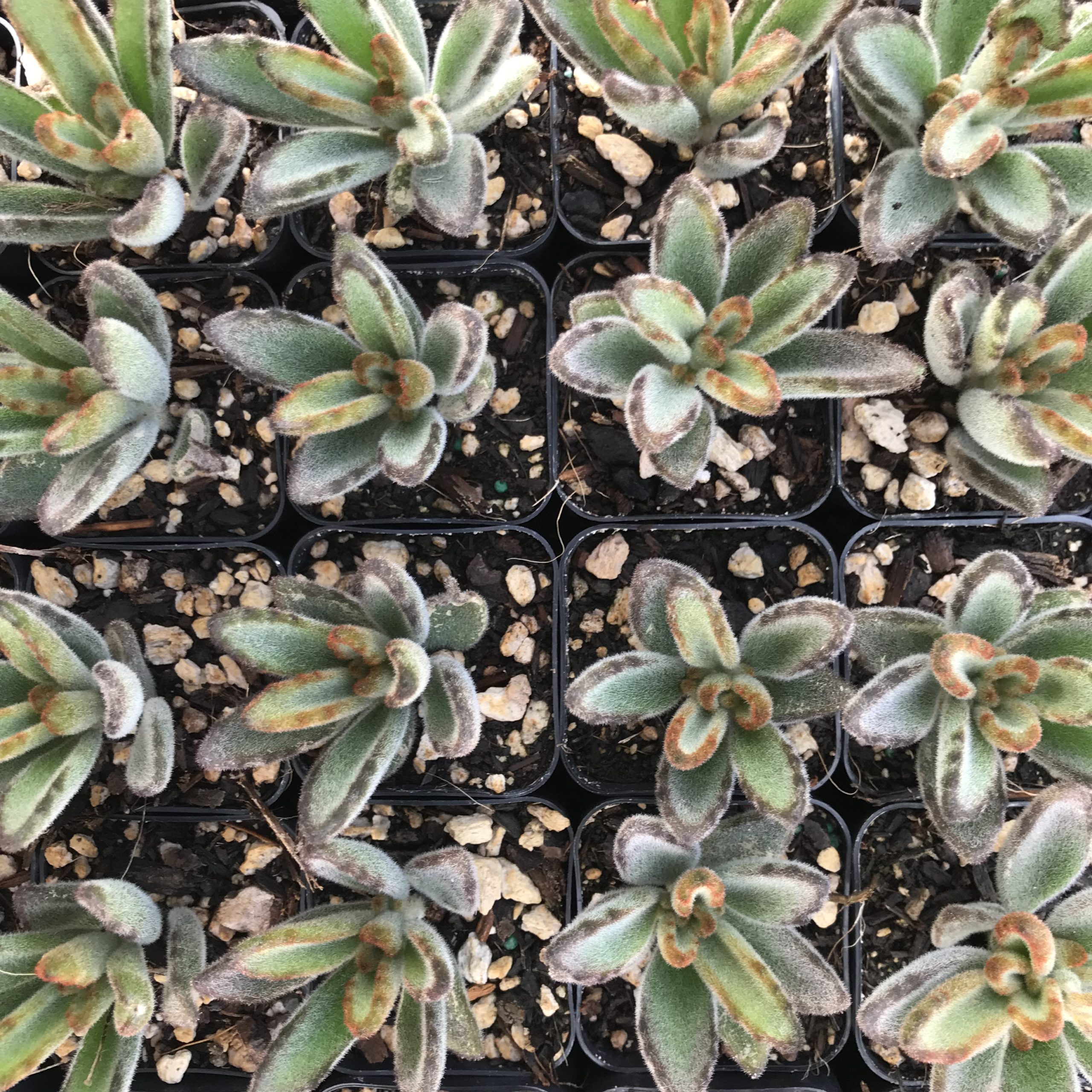 Kalanchoe tomentosa - Panda Plant (2" Pot) - Image 3