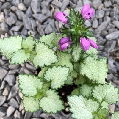 Lamium maculatum 'Ghost' - Deadnettle (3.5" Pot)
