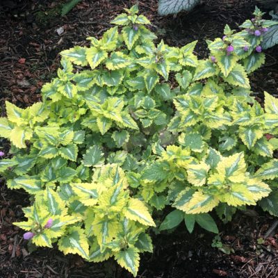 Lamium maculatum Golden Anniversary - Deadnettle USPP#11783 (3.5" Pot)