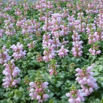 Lamium maculatum 'Pink Pewter' - Deadnettle (3.5" Pot)