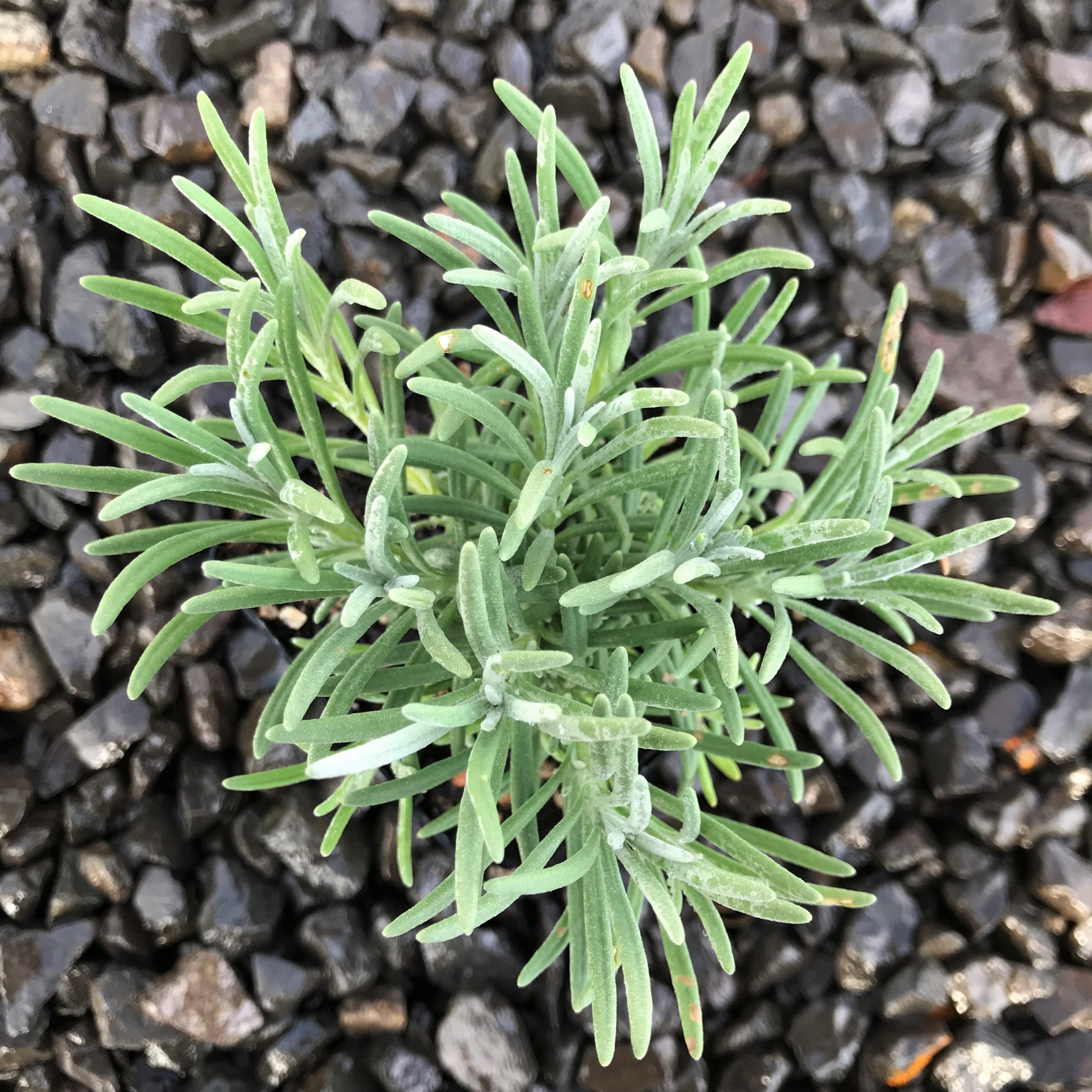 Lavandula x intermedia 'Phenomenal' - English Lavender USPP #24,193 (3.5" Pot) - Image 2