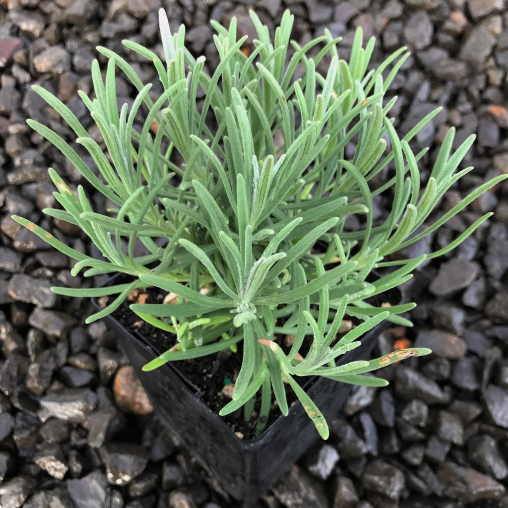 Lavandula x intermedia 'Phenomenal' - English Lavender USPP