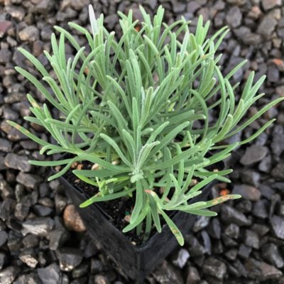 Lavandula x intermedia 'Phenomenal' - English Lavender USPP #24,193 (3.5" Pot)