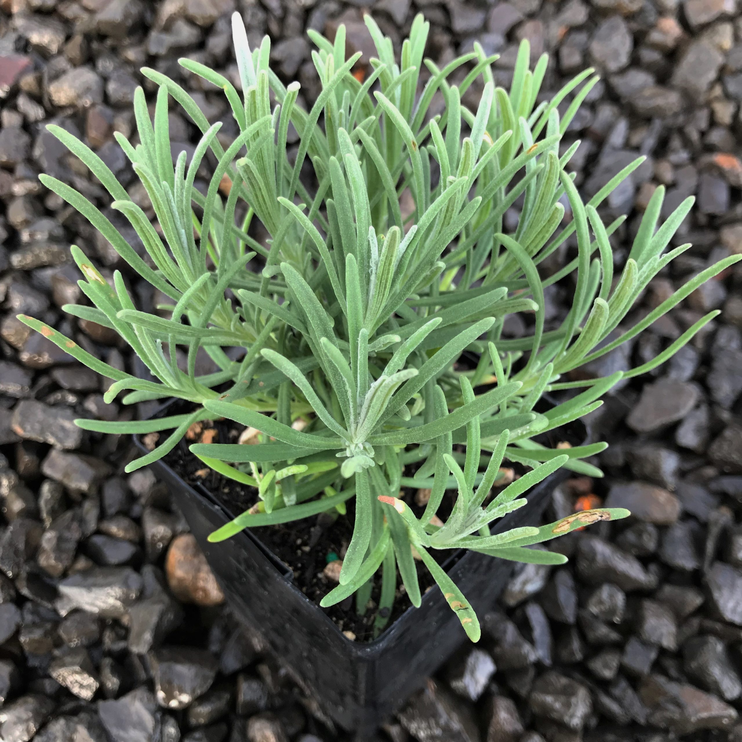Lavandula x intermedia 'Phenomenal' - English Lavender USPP #24,193 (3.5" Pot)
