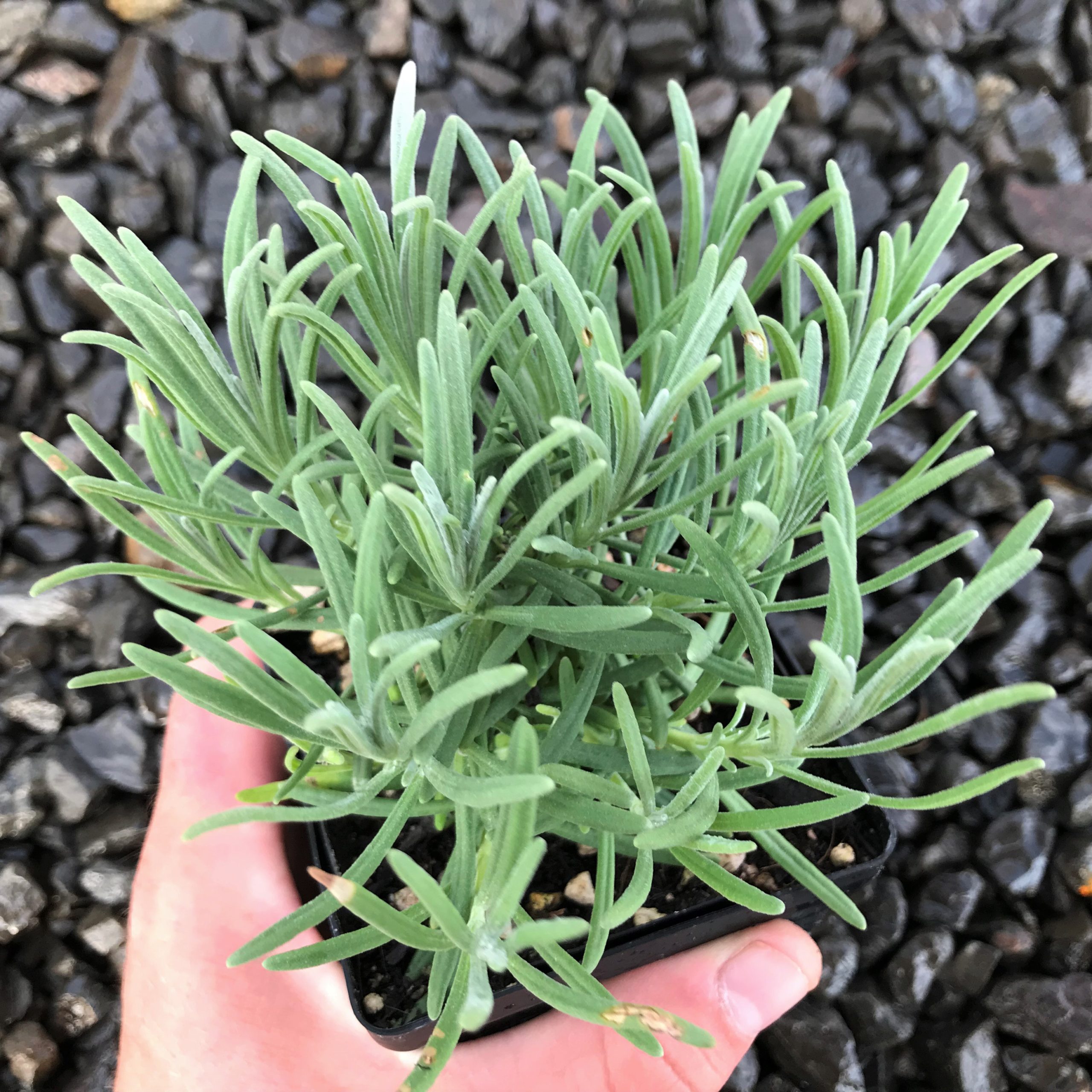 Lavandula x intermedia 'Phenomenal' - English Lavender USPP #24,193 (3.5" Pot) - Image 3