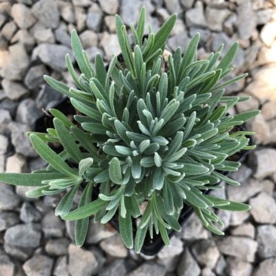 Lavandula angustifolia 'Hidcote' - English Lavender (3.5" Pot)