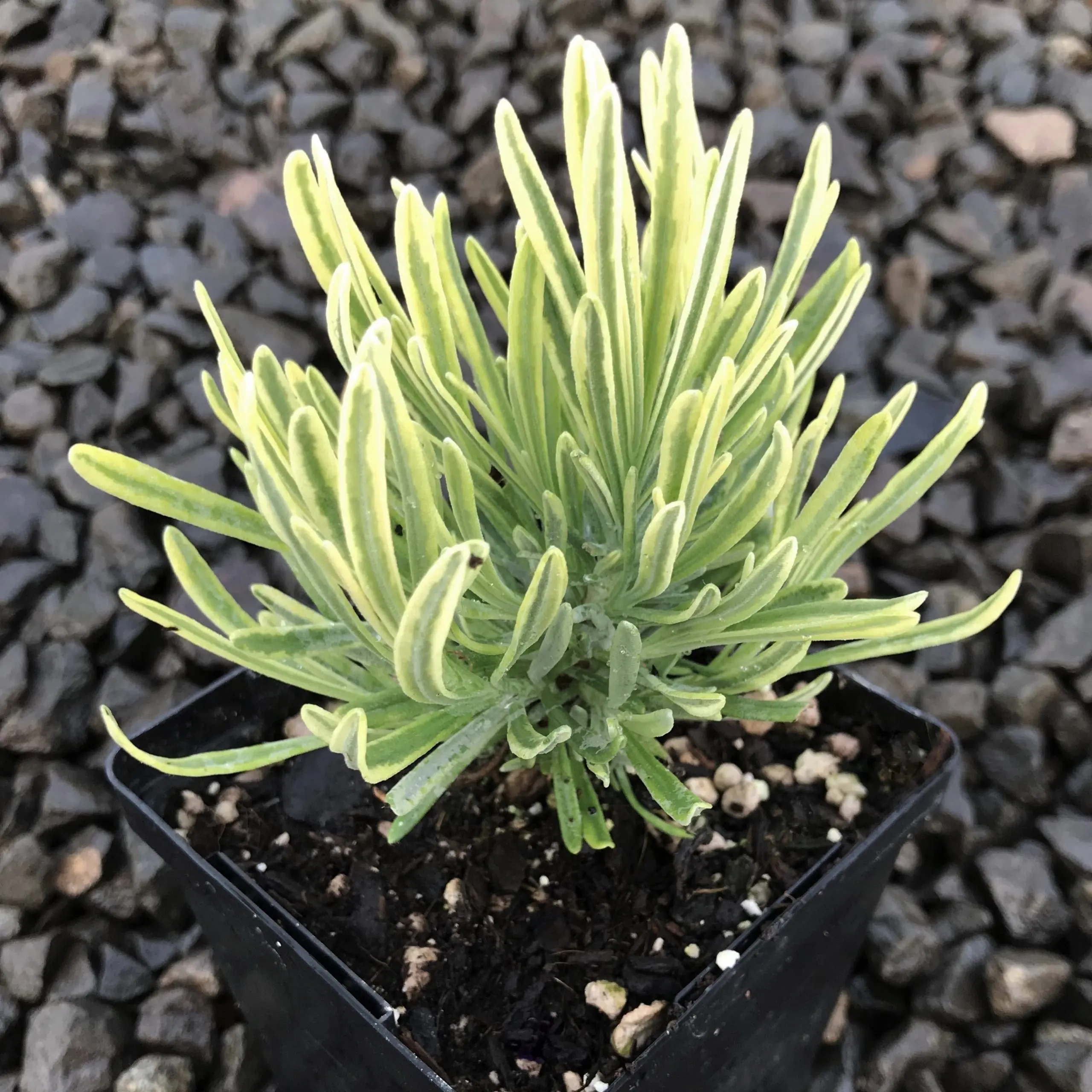 Lavandula angustifolia 'Platinum Blonde' - English Lavender USPP #23834  (3.5" Pot) | Little Prince of Oregon Nursery