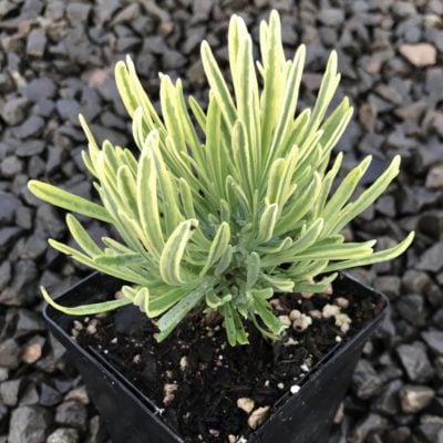 Lavandula angustifolia 'Platinum Blonde' - English Lavender USPP #23834 (3.5" Pot)