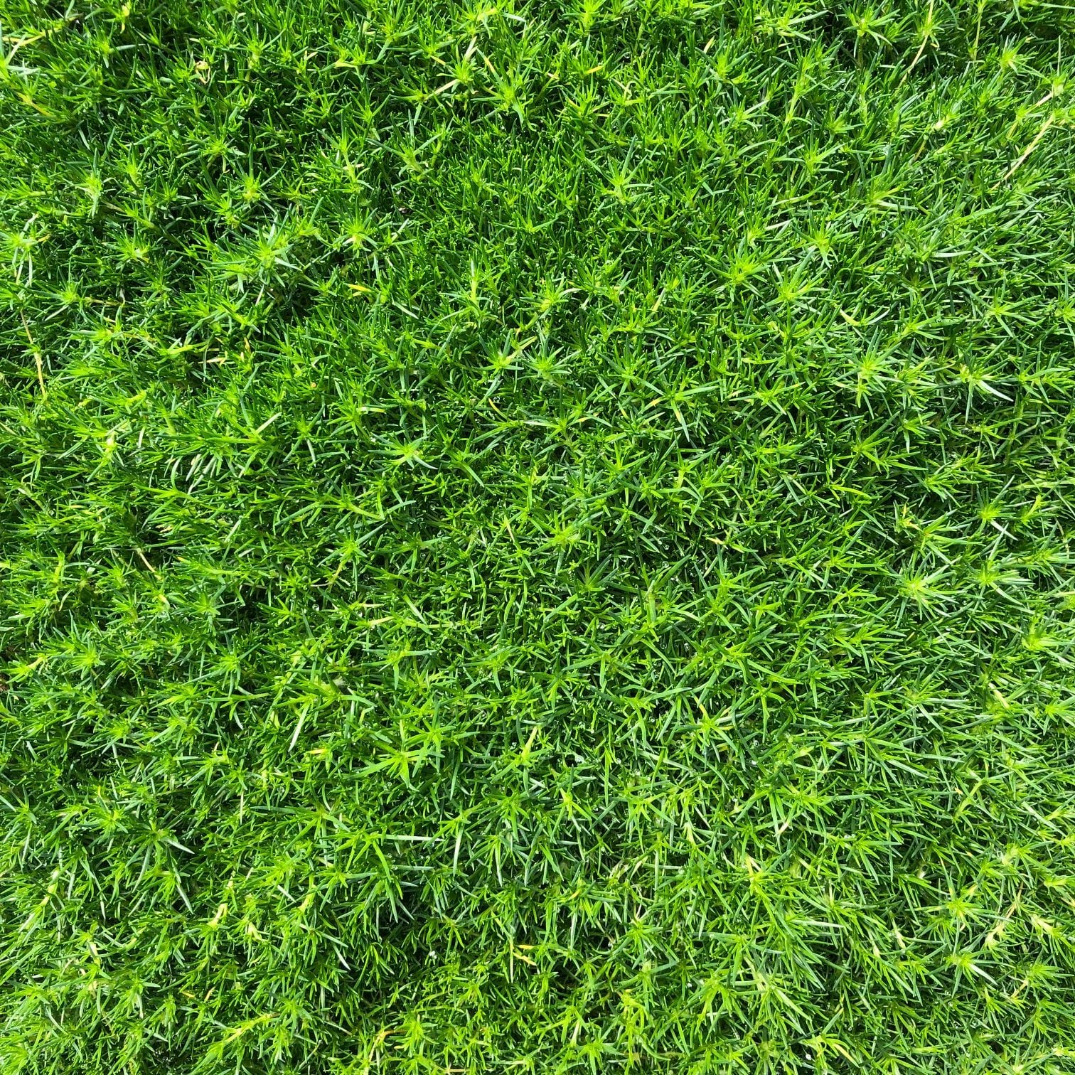 Sagina subulata - Irish Moss (3.5" Pot) - Image 7