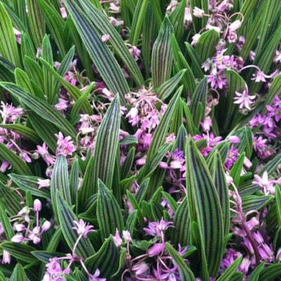 Ledebouria cooperi - Zebra's Quill (4.5" Pot)