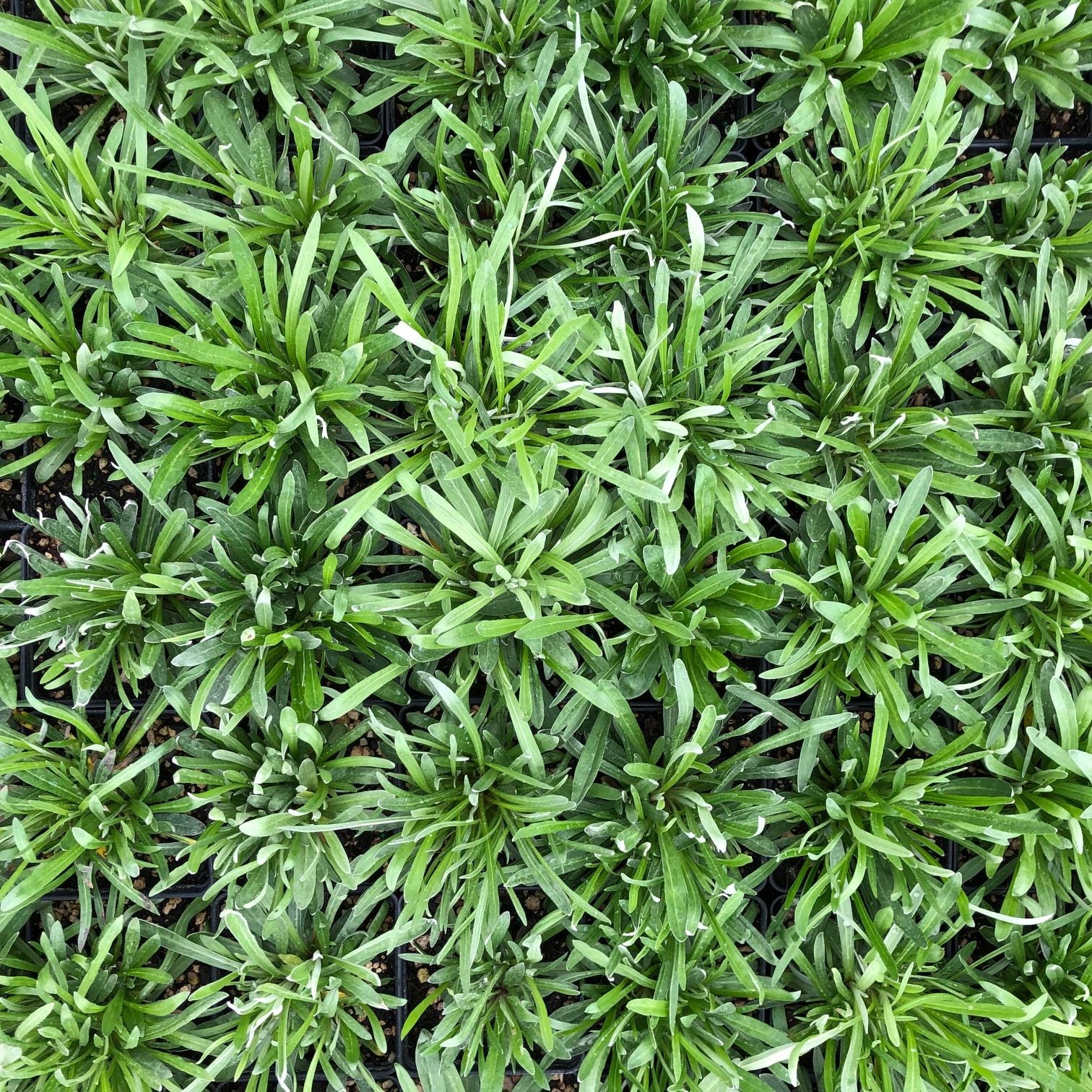 Leontopodium alpinum - Edelweiss (4" Pot) - Image 4