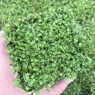 Leptinella gruveri - Miniature Brass Buttons (3.5" Pot)