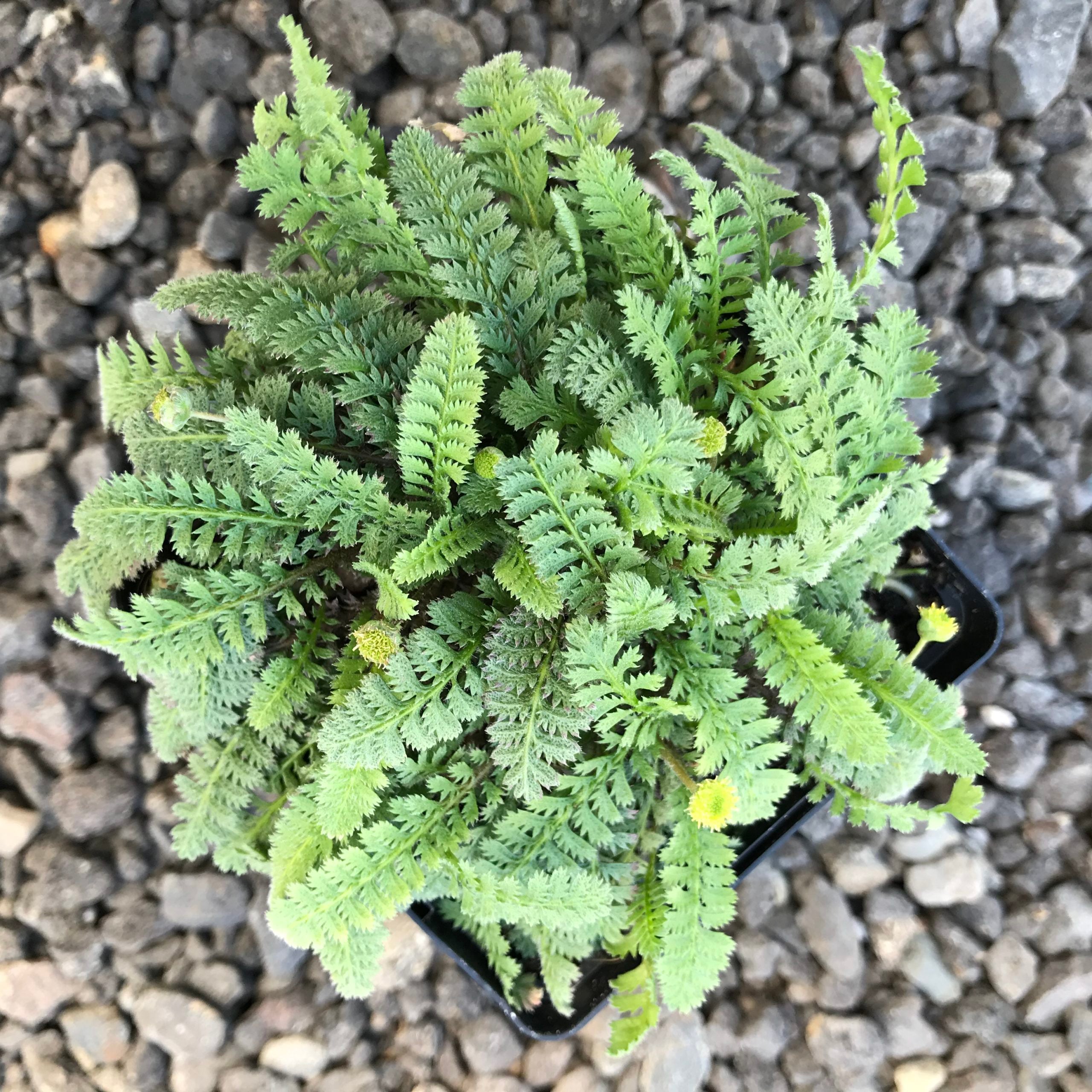 Leptinella squalida - New Zealand Brass Buttons (3.5" Pot) - Image 2