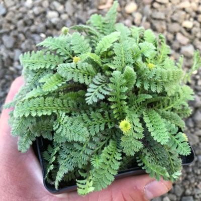 Leptinella squalida - New Zealand Brass Buttons (3.5" Pot)