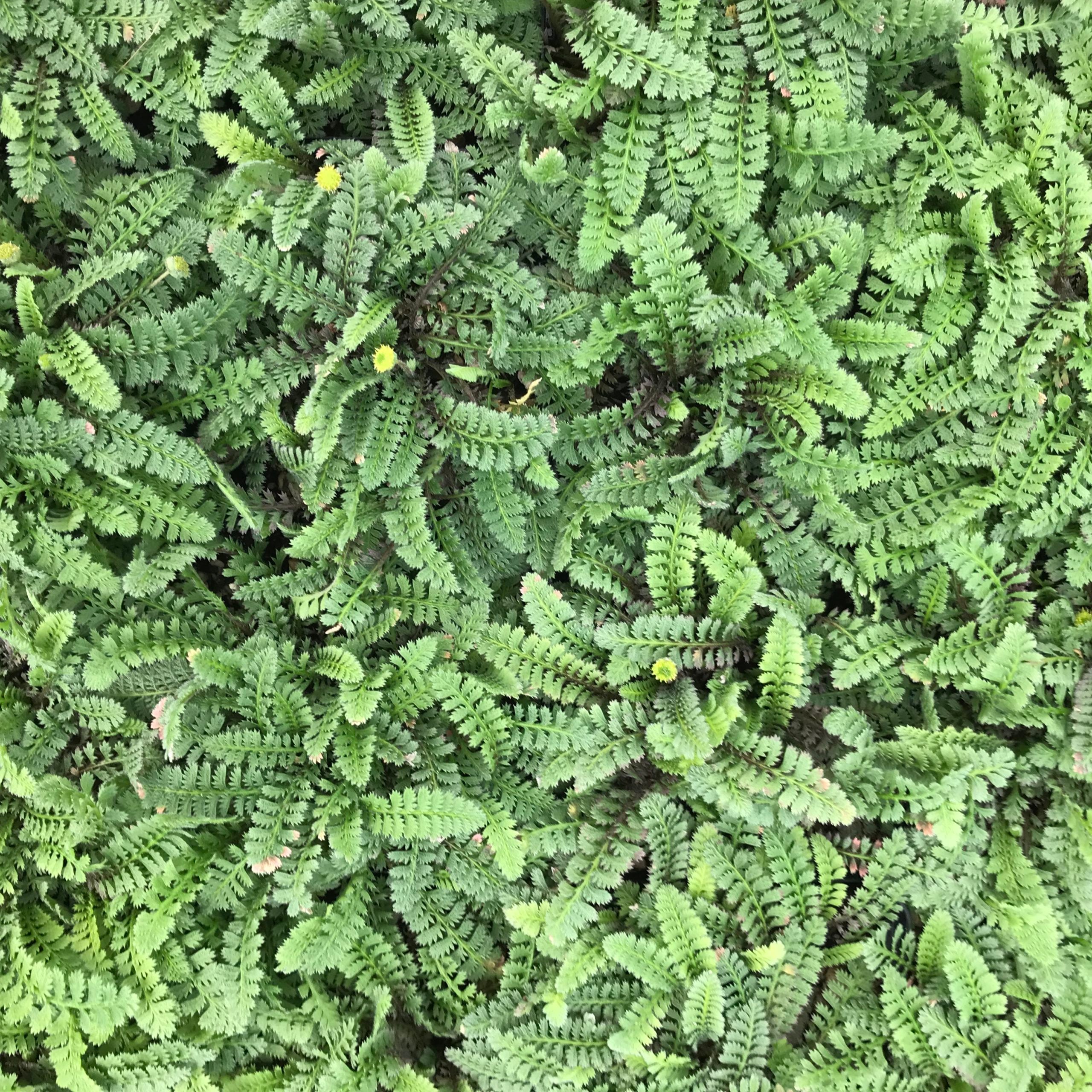 Leptinella squalida - New Zealand Brass Buttons (3.5" Pot) - Image 3