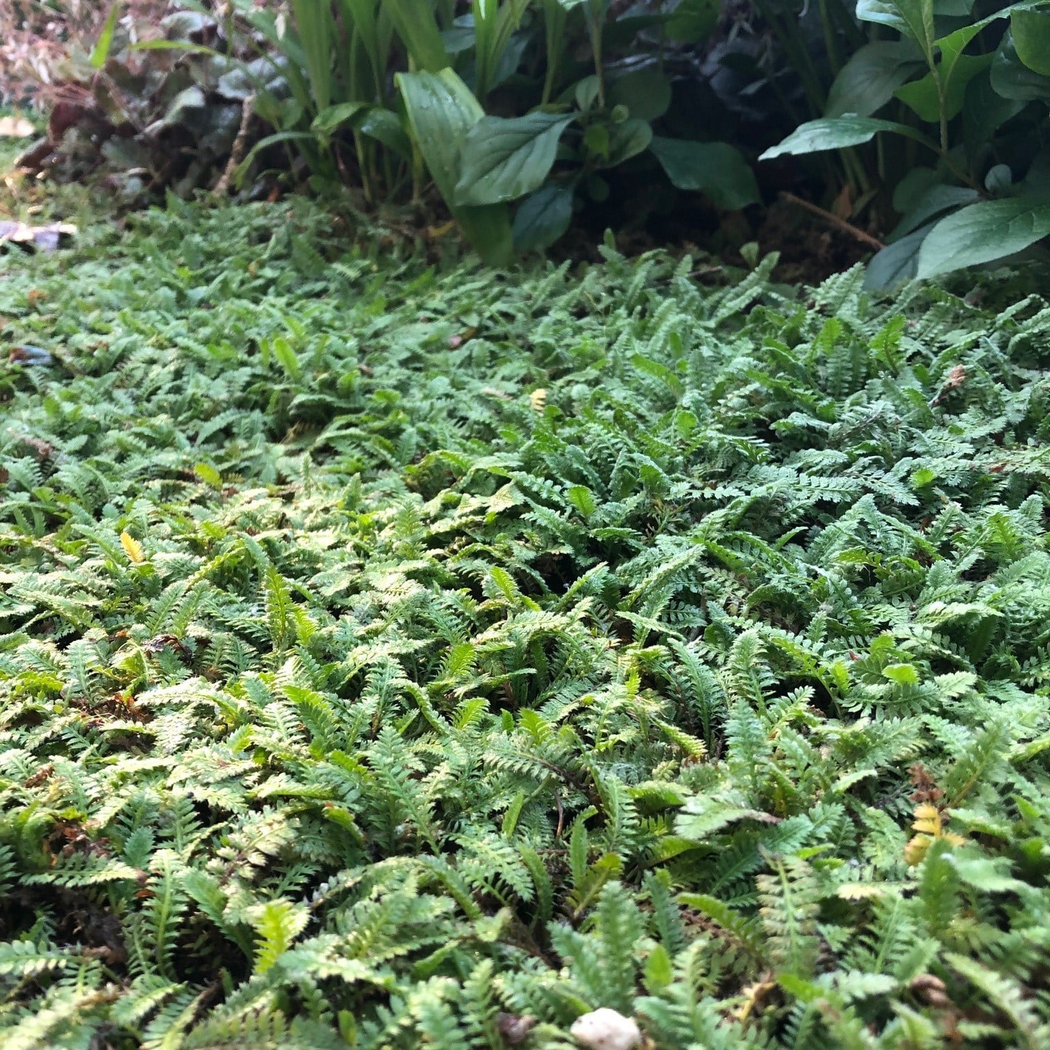 Leptinella squalida - New Zealand Brass Buttons (3.5" Pot) - Image 4