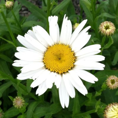 Leucanthemum superbum 'Snow Lady' - Shasta Daisy (4" Pot)