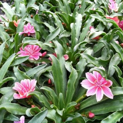 Lewisia longipetala 'Little Plum' - Bitter Root (4.5" Pot)