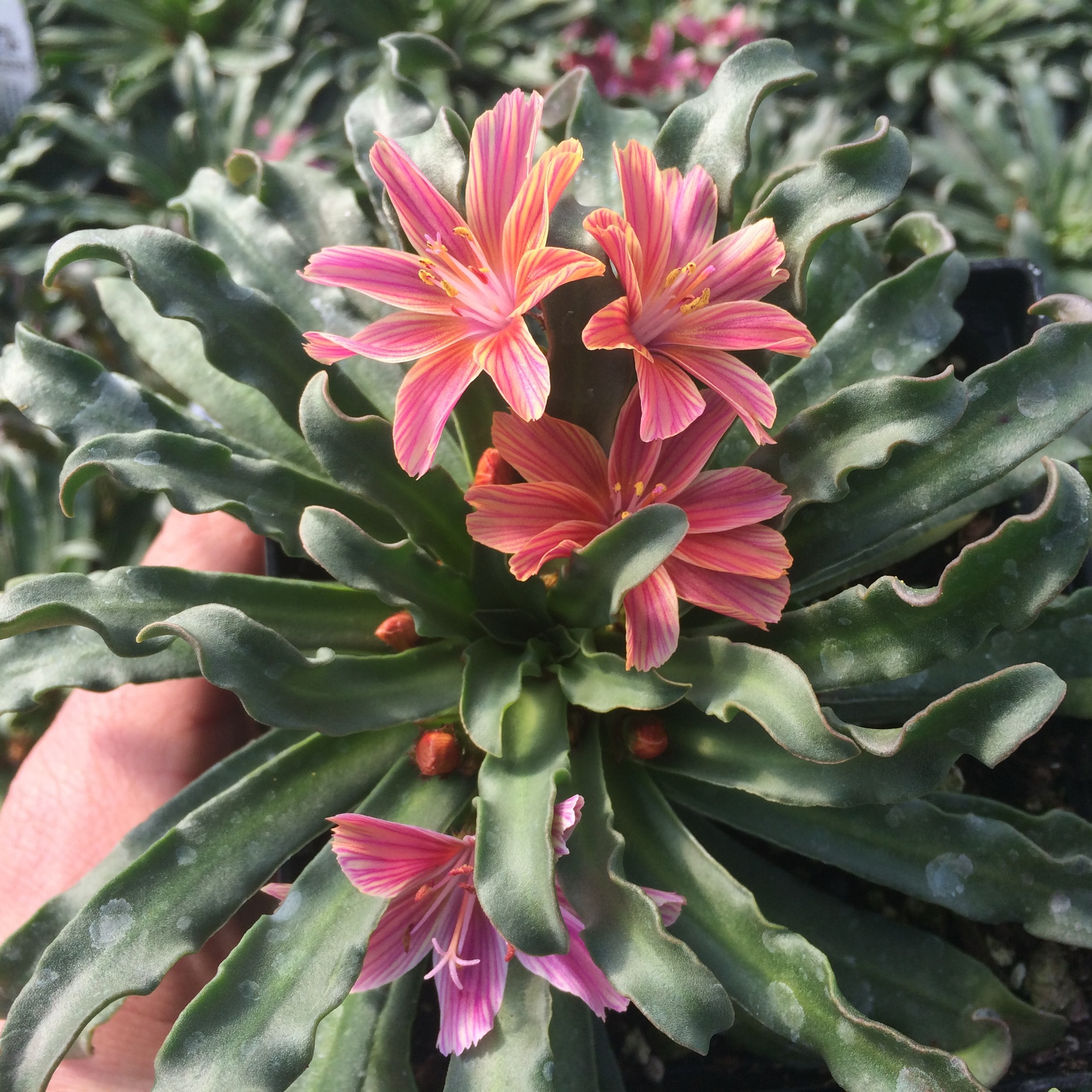 Lewisia longipetala 'Little Plum' - Bitter Root (4.5" Pot) | Little Prince  of Oregon Nursery