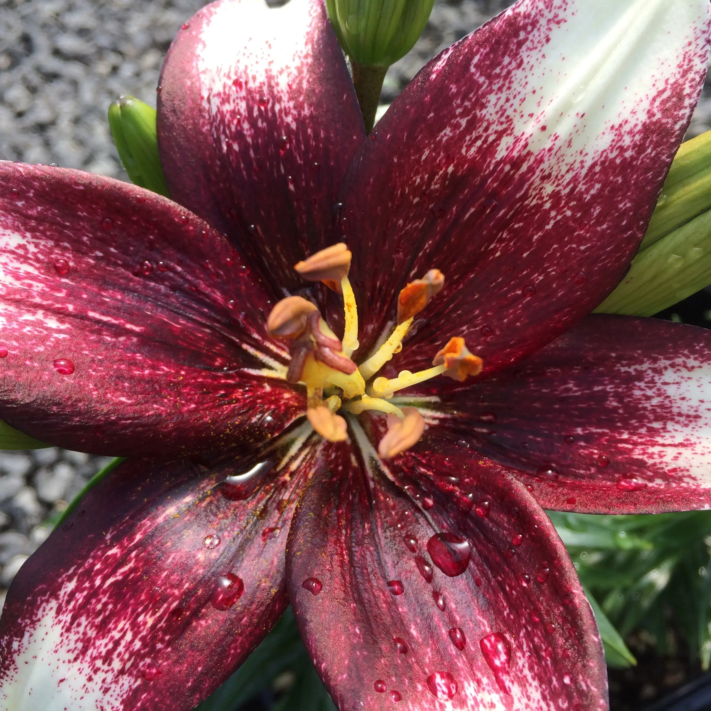 Lilium Tango Passions™ 'Push Off' - Asiatic Lily PPAF (4.5
