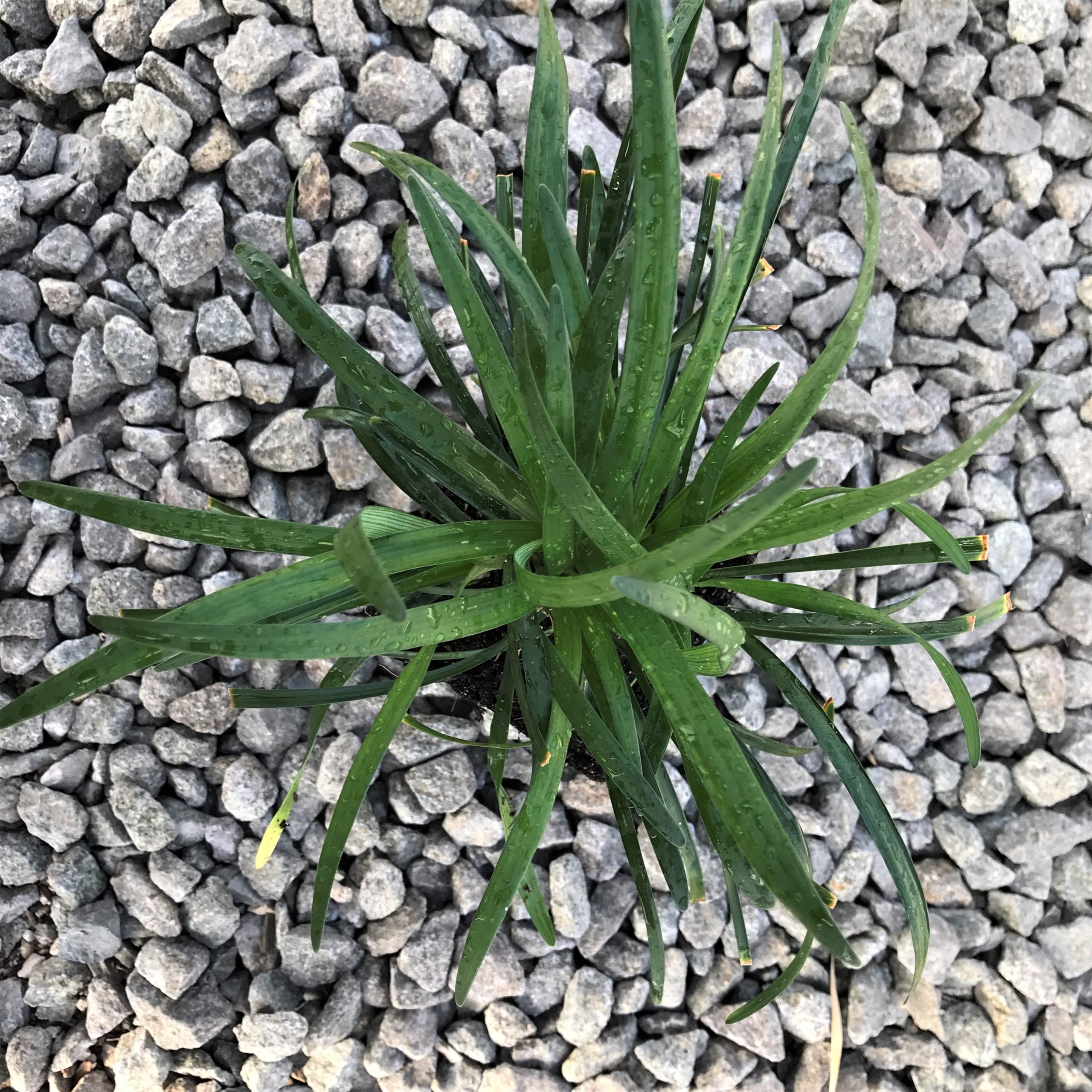 Liriope muscari 'Big Blue' - Lilyturf (3.5" Pot) - Image 3