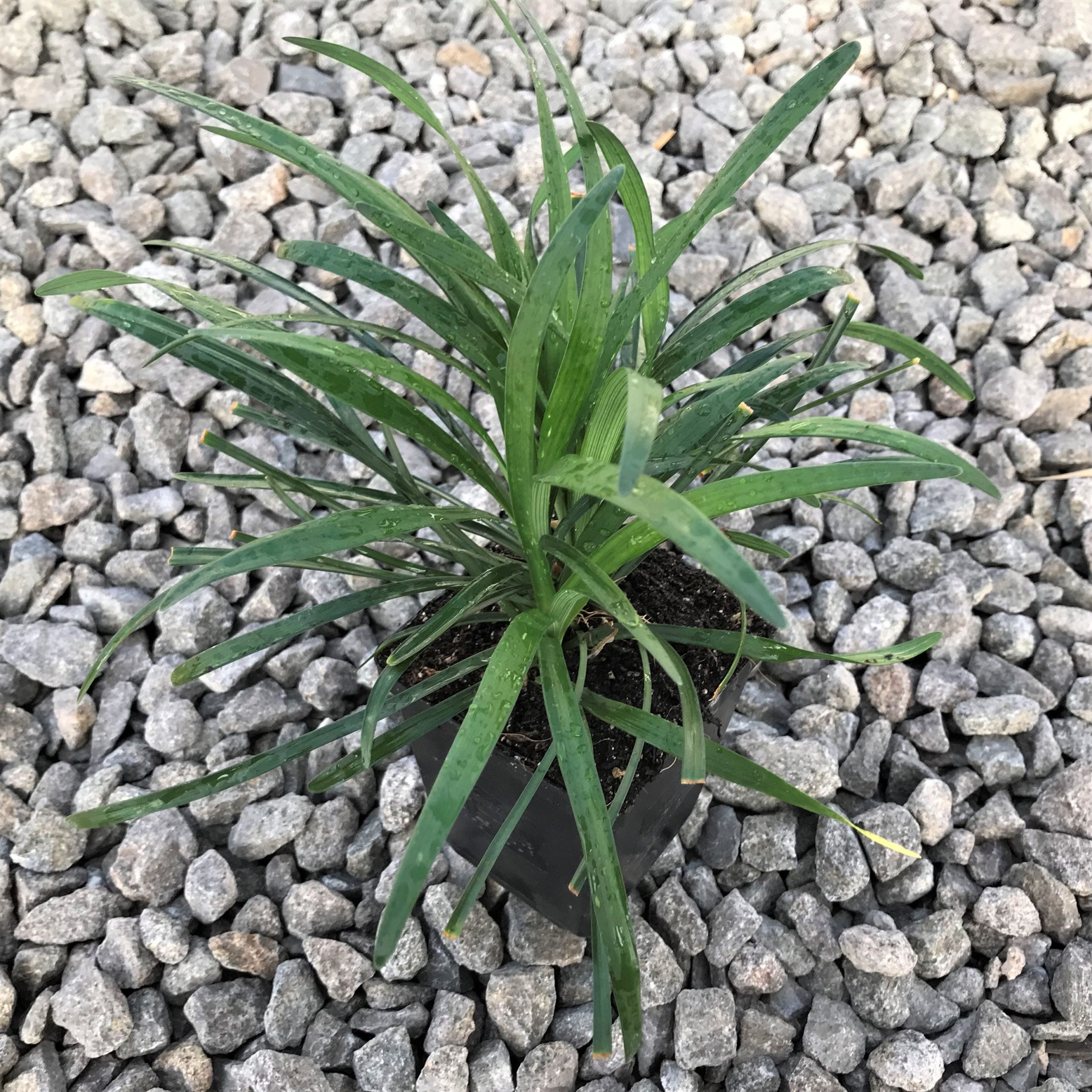 Liriope muscari 'Big Blue' - Lilyturf (3.5" Pot) - Image 4