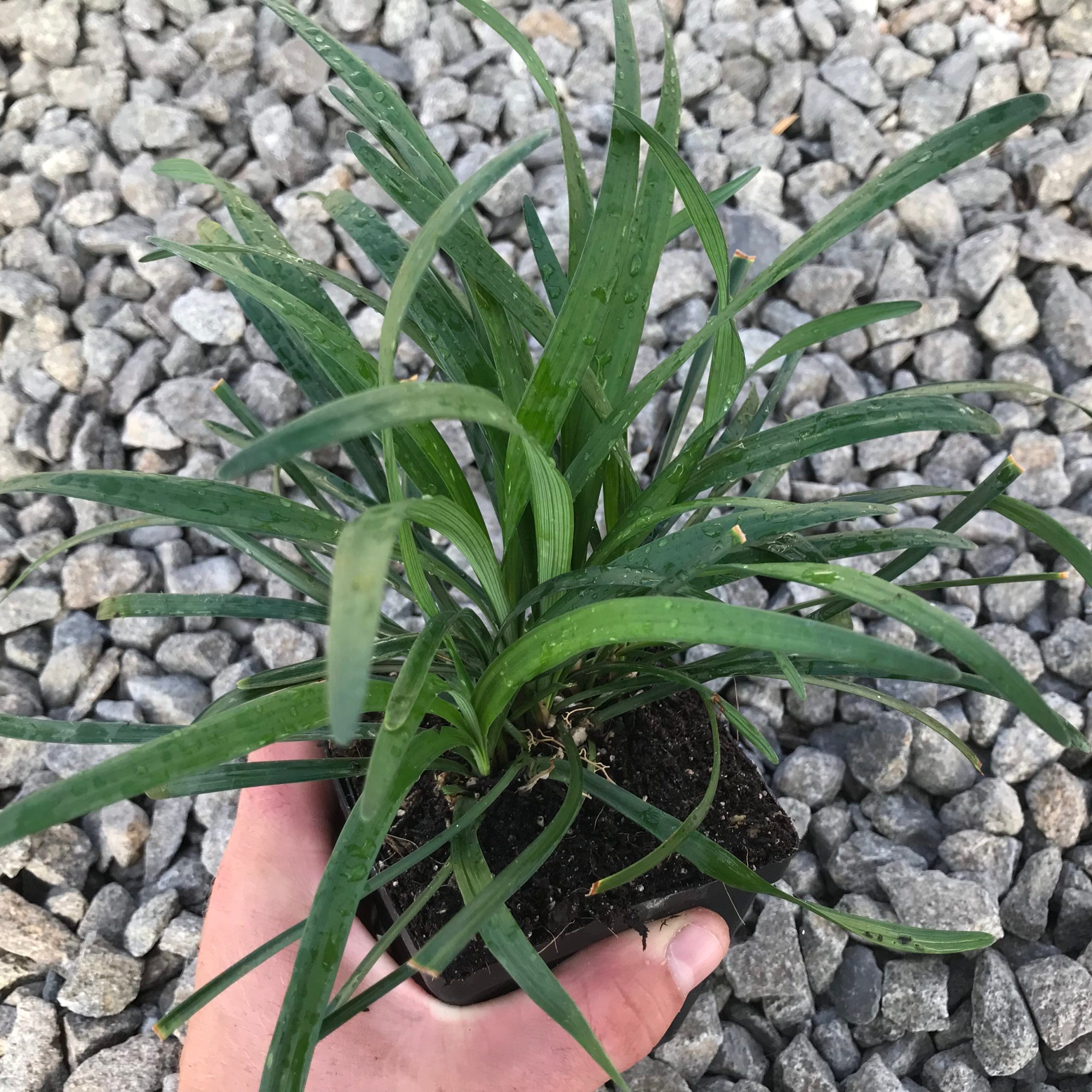 Liriope muscari 'Big Blue' - Lilyturf (3.5" Pot) - Image 2