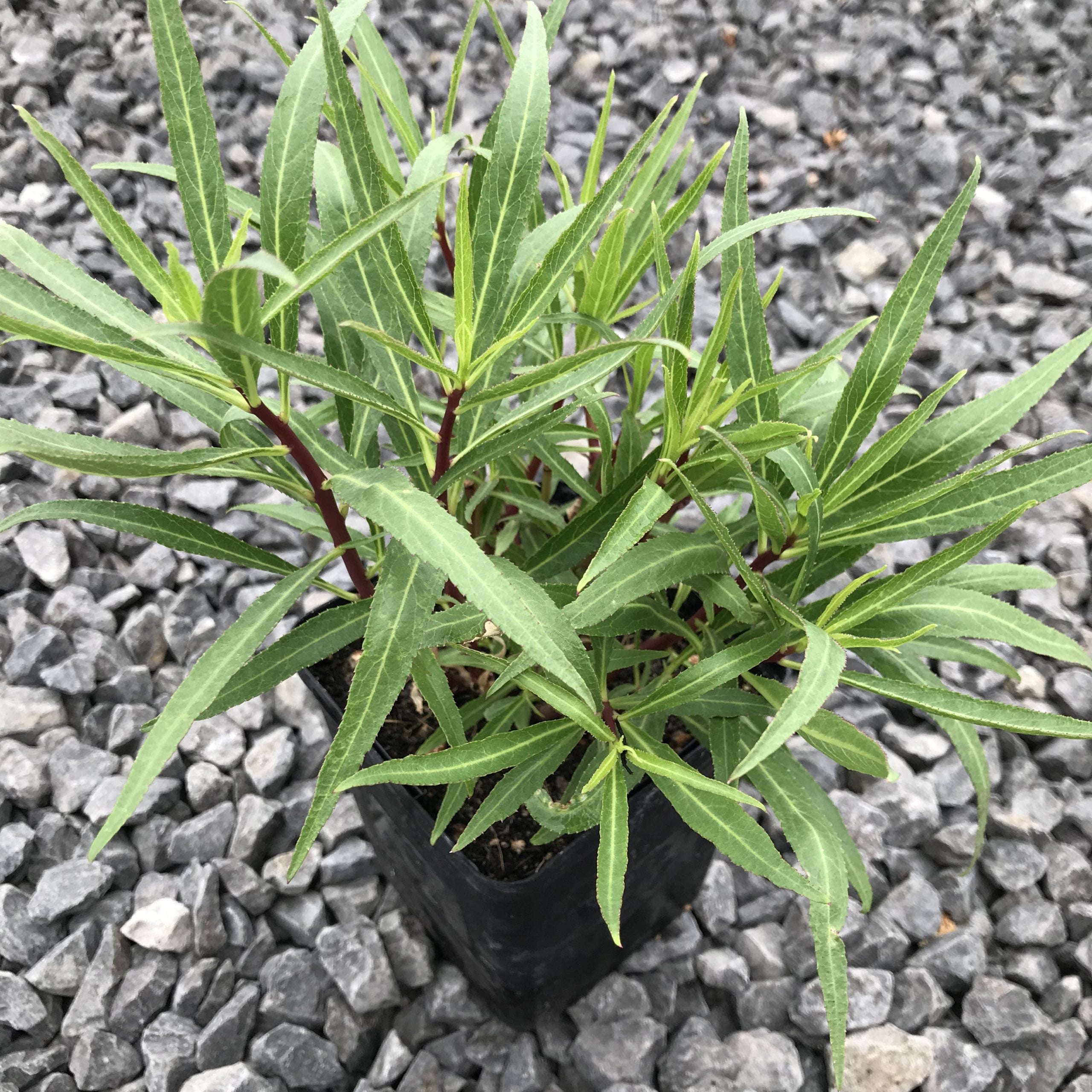 Lobelia laxiflora - Cardinal Flower (4.5" Pot) - Image 5