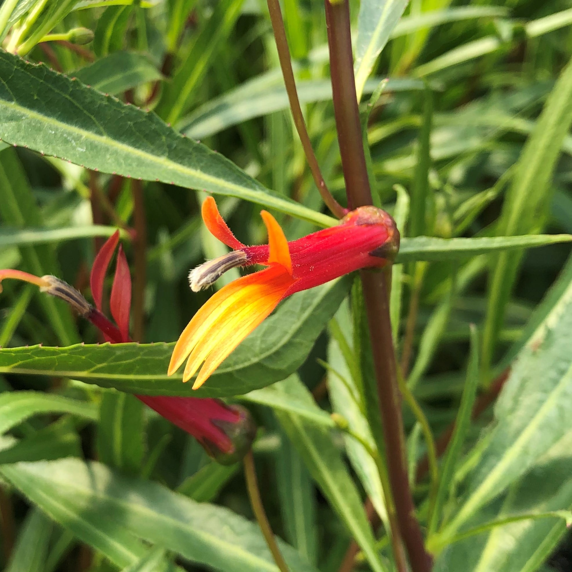 Lobelia laxiflora - Cardinal Flower (4.5" Pot) - Image 4