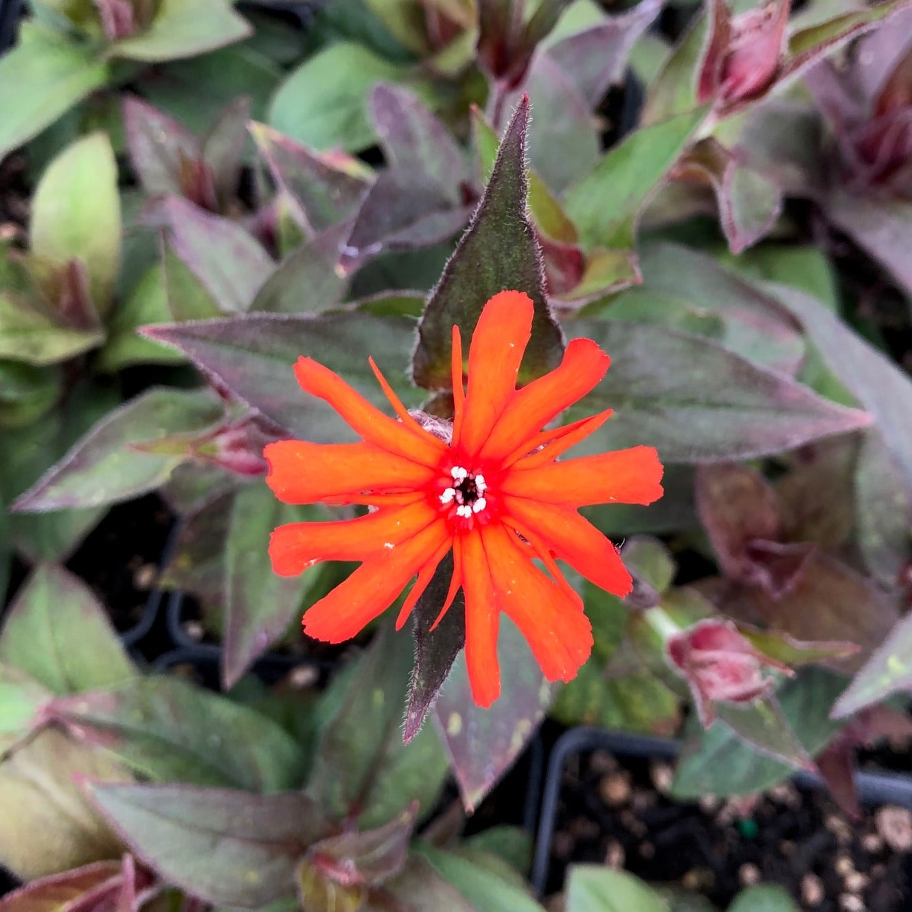 Lychnis arkwrightii 'Orange Gnome' - Campion (4" Pot) - Image 4
