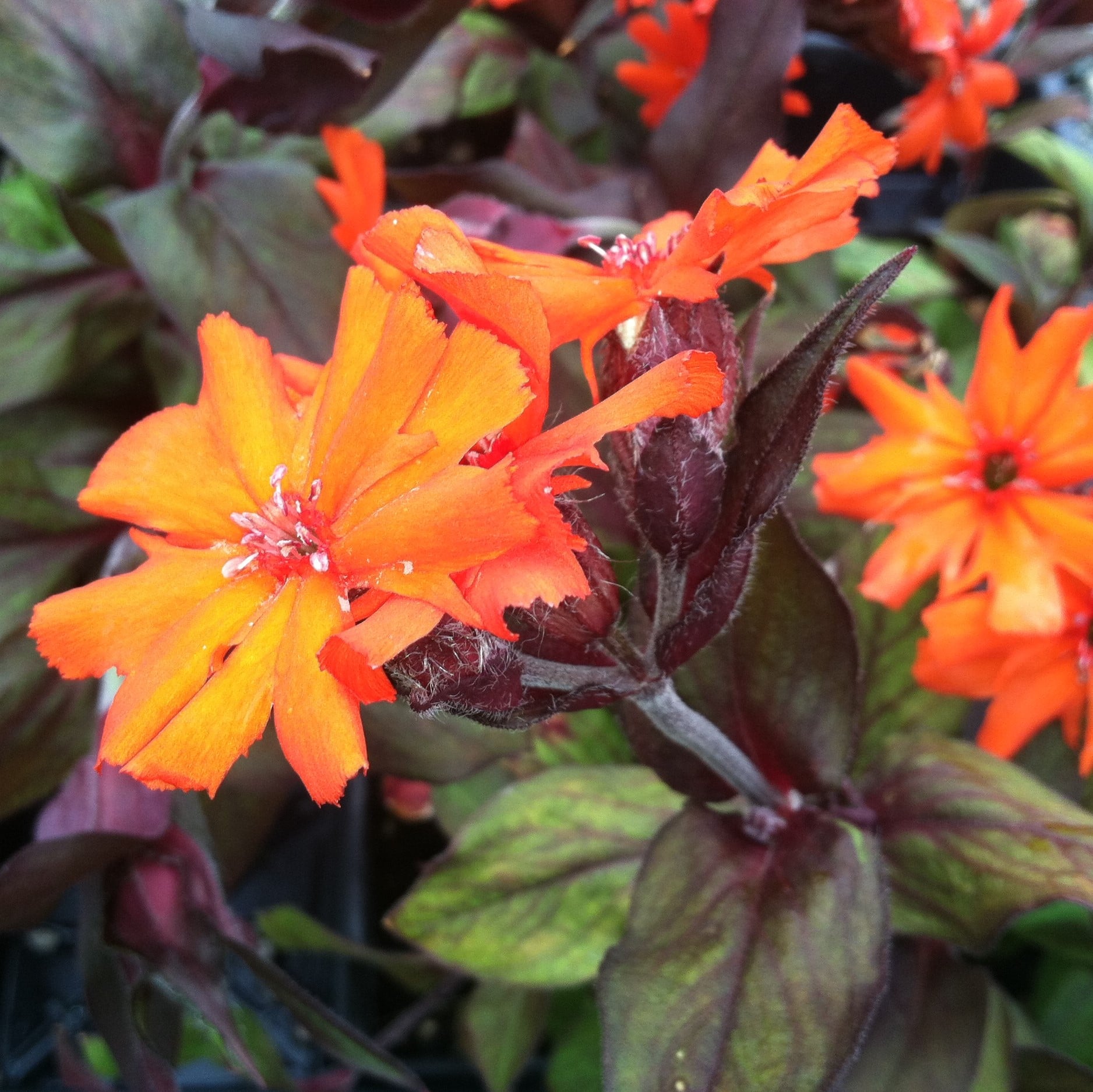 Lychnis arkwrightii 'Orange Gnome' - Campion (4" Pot) - Image 2