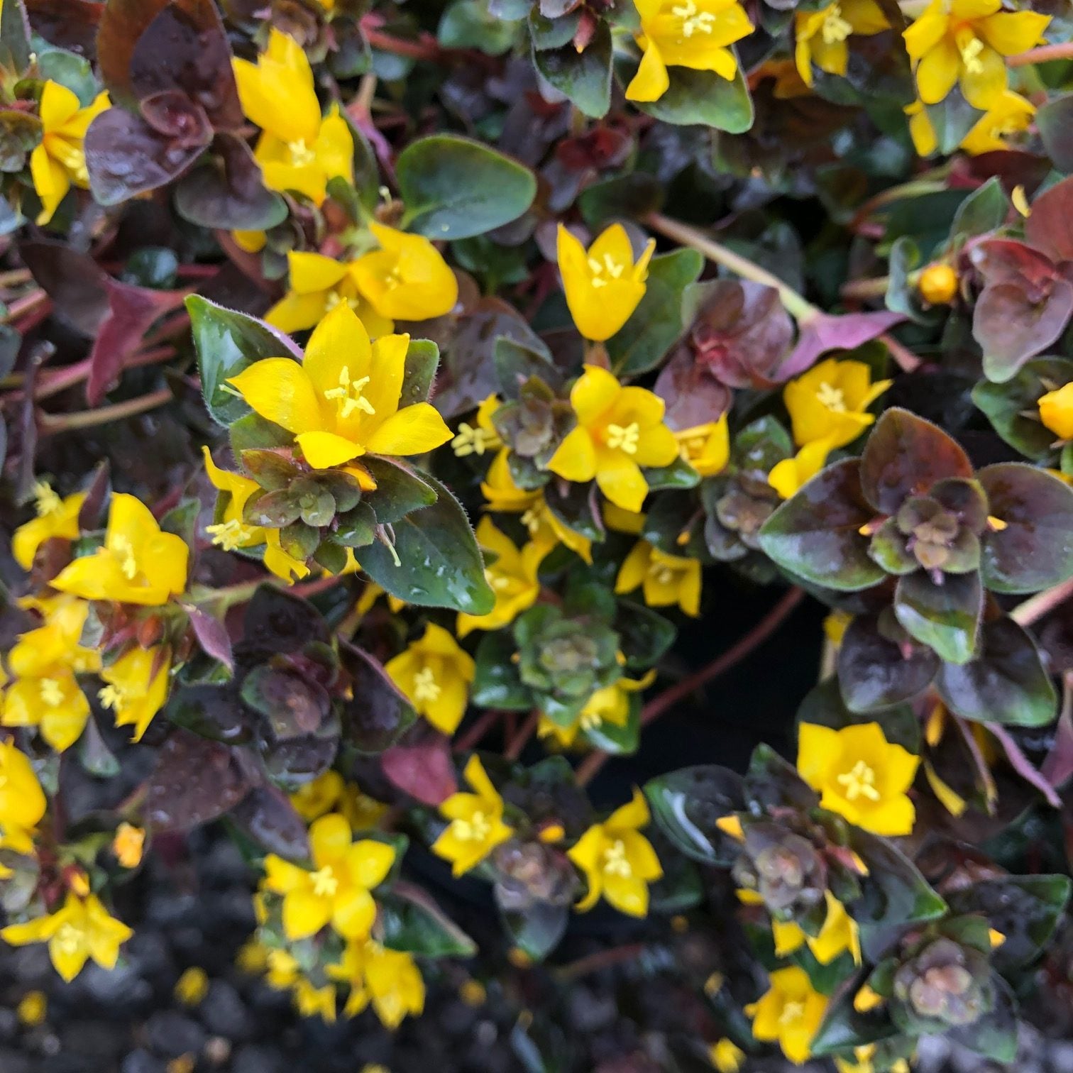 Lysimachia congestiflora 'Persian Chocolate' - Moneywort (3.5" Pot) - Image 4
