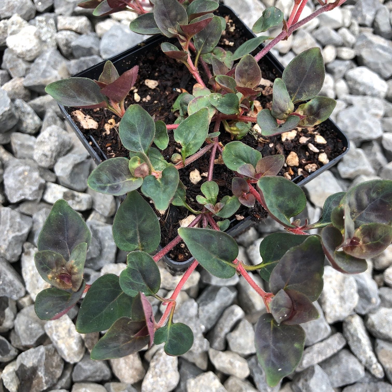 Lysimachia congestiflora 'Persian Chocolate' - Moneywort (3.5" Pot) - Image 3