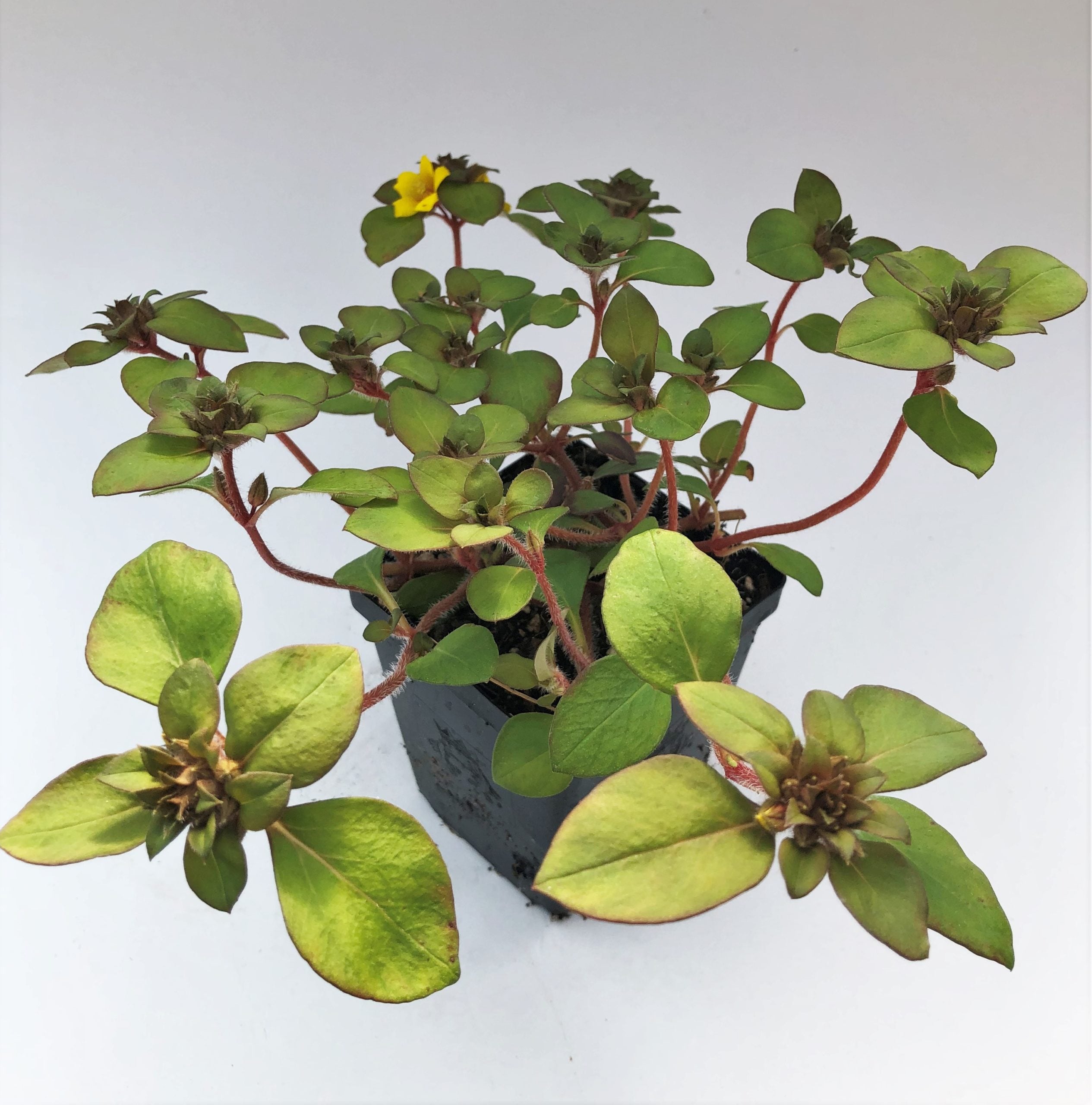 Lysimachia procumbens 'Golden Globes' - Creeping Jenny (3.5" Pot) - Image 6